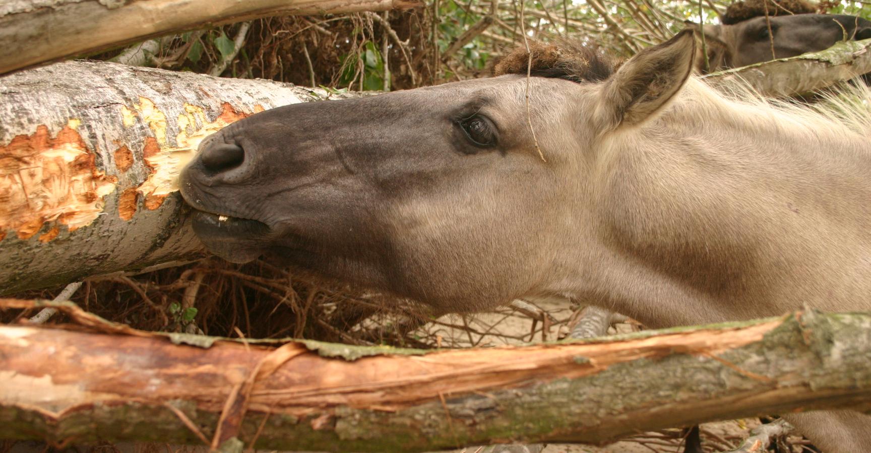 Koniks schillen populier © Bart Beekers