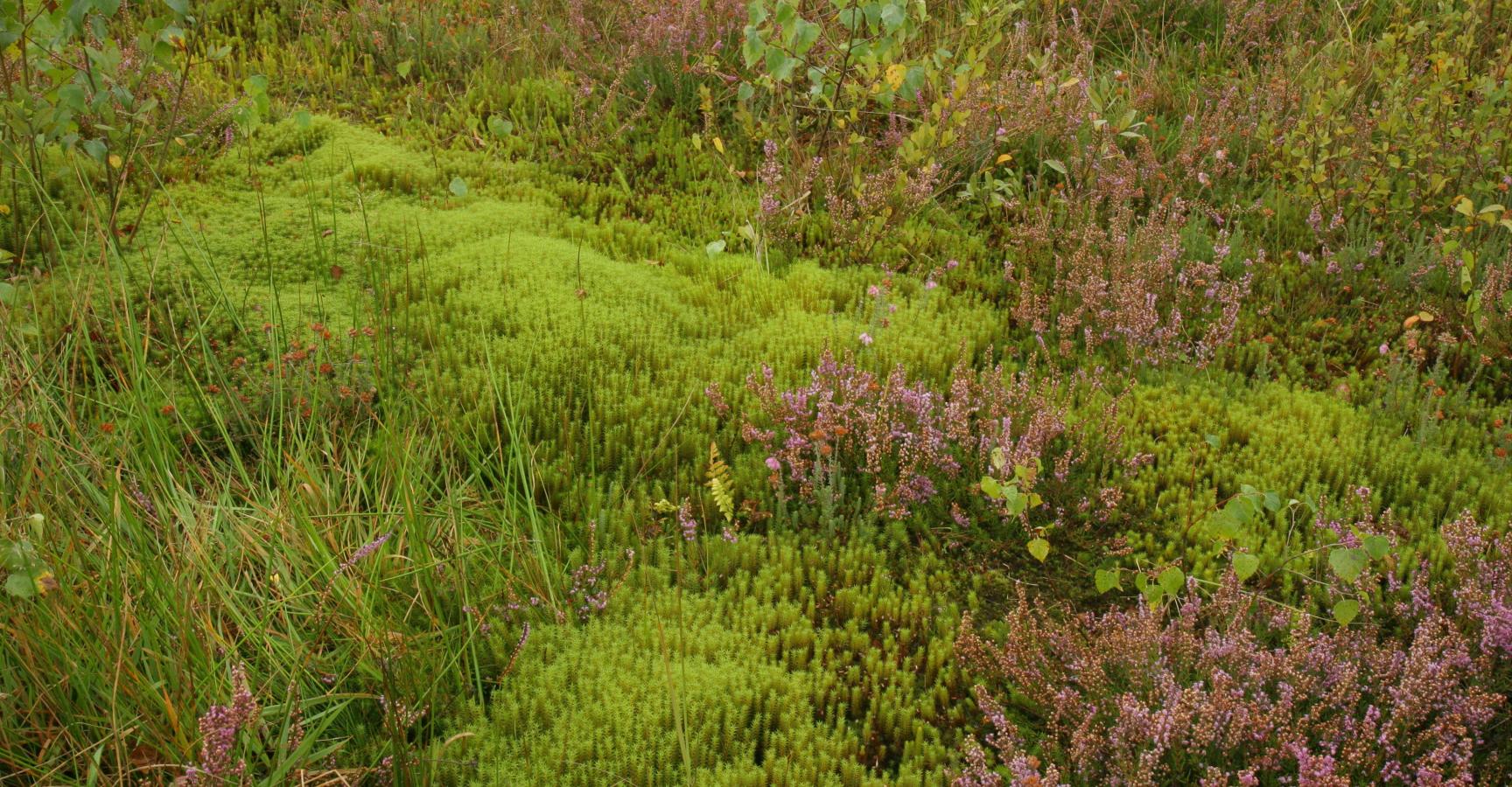 Haarmos op de Veluwe © Leo Linnartz