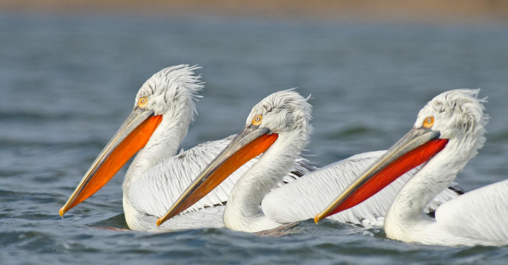 Drie kroeskoppelikanen op een rij in het water. Te zien zijn hun warrige coupes en knaloranje keelzakken.