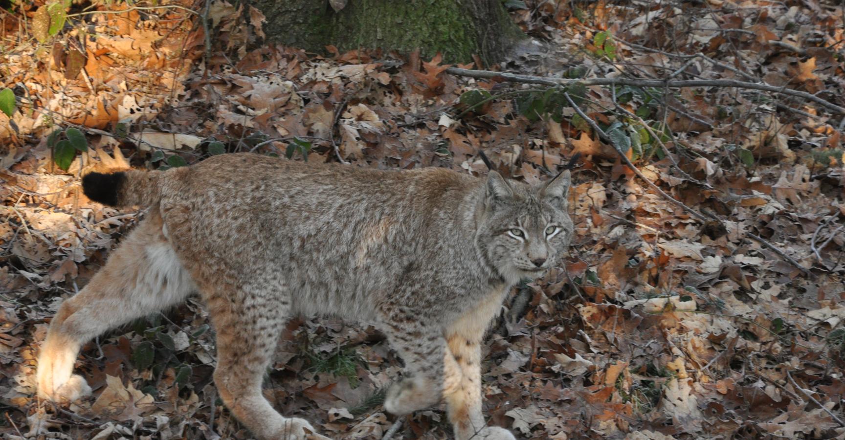 Lynx