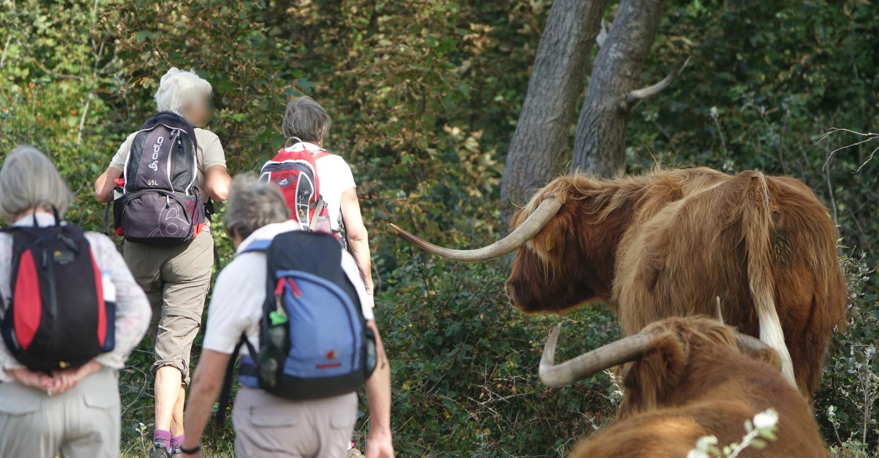 Als grazers op of naast het pad liggen of het pad oversteken, ook dan afstand houden. Even wachten en zo nodig met een boog eromheen gaan, en niet er doorheen wringen of slalommen.
