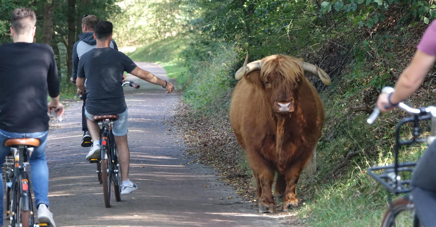 Grazers niet uitdagen en verontrusten, ook niet voor de grap.