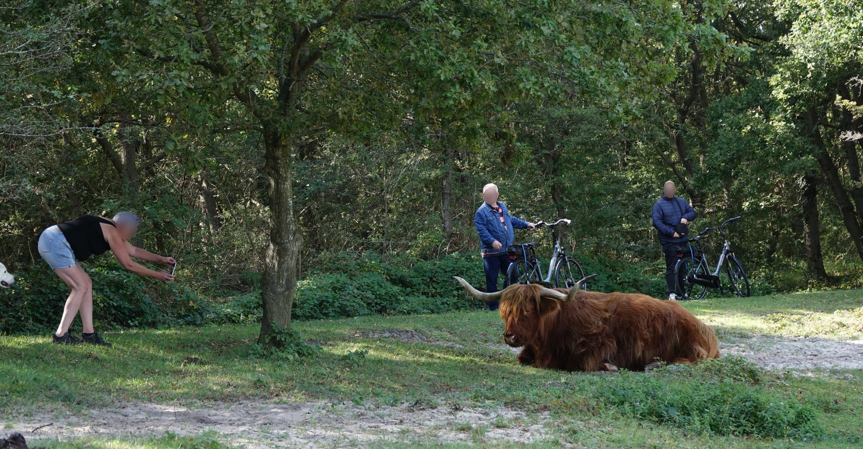 Gun de grazers ruimte, rust en privacy. Die hebben ze nodig.