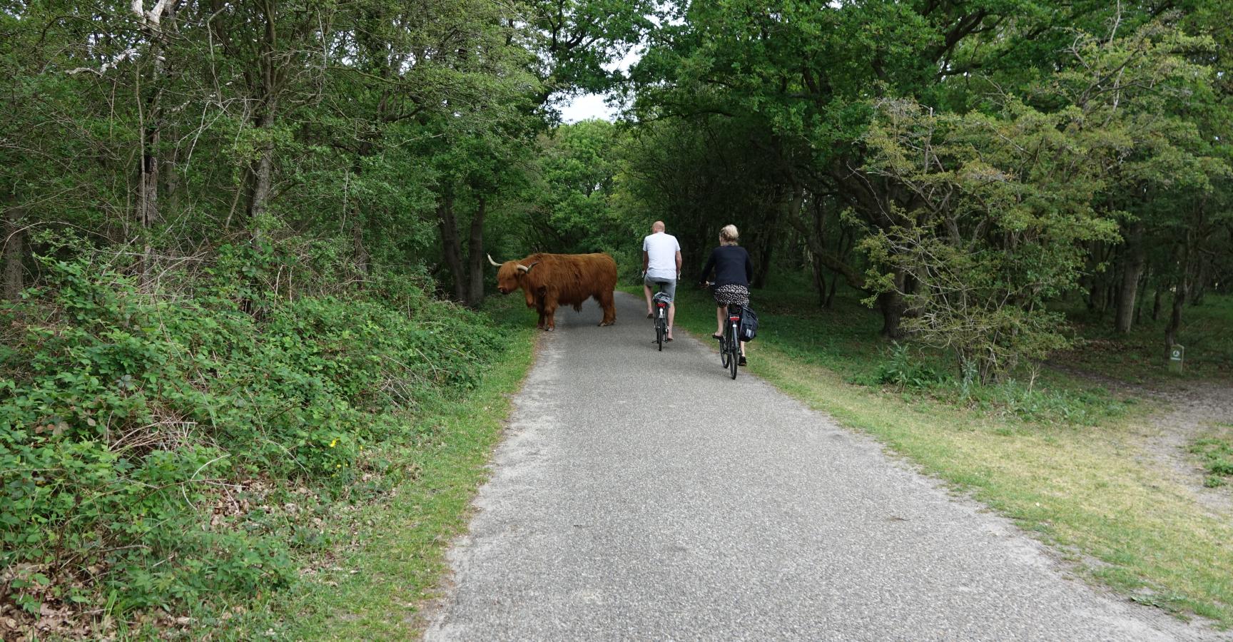 Als grazers op of naast het pad liggen of het pad oversteken, ook dan afstand houden. Even wachten en zo nodig met een boog eromheen gaan, en niet er doorheen wringen of slalommen.