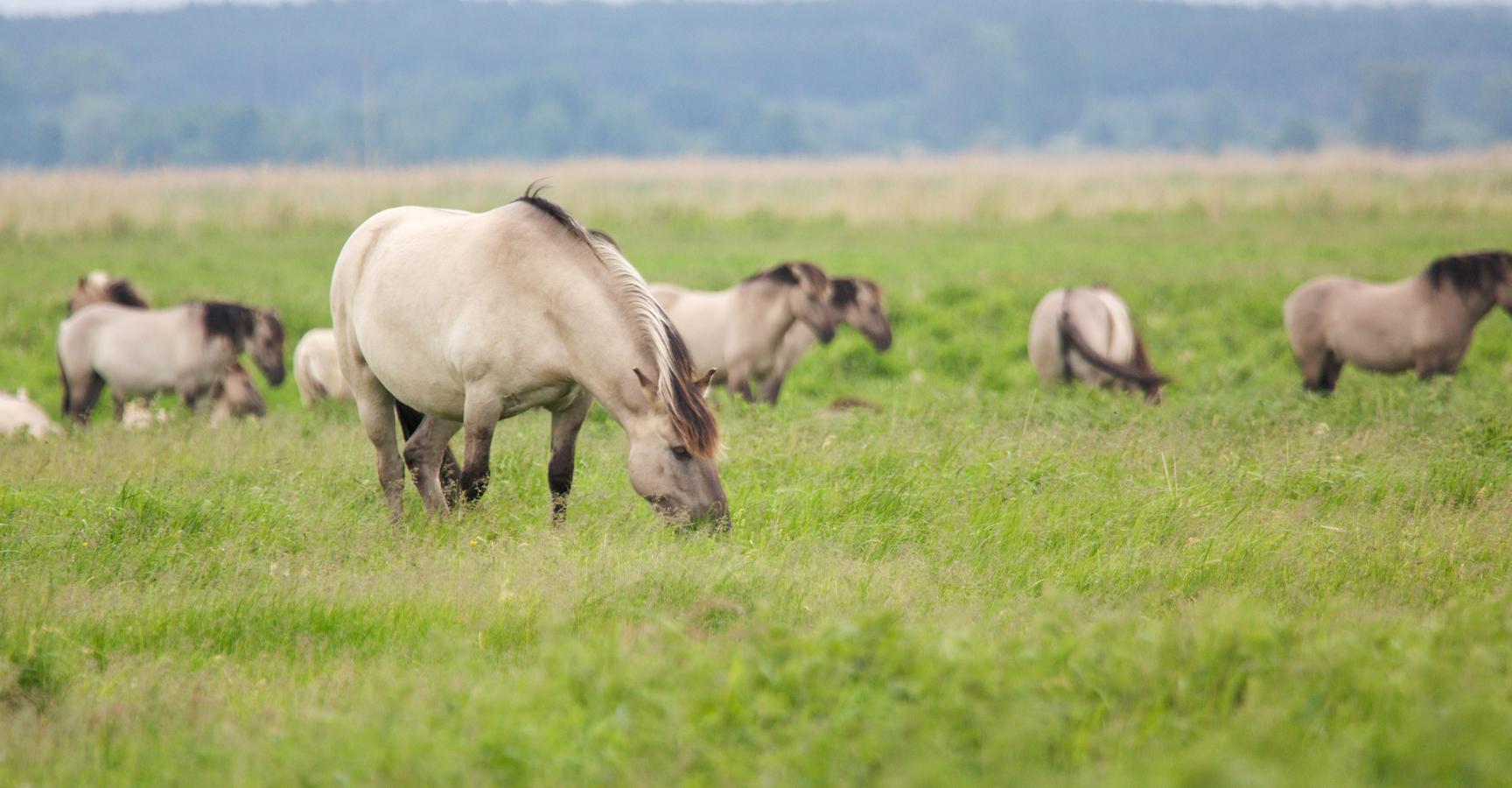 Konikpaarden