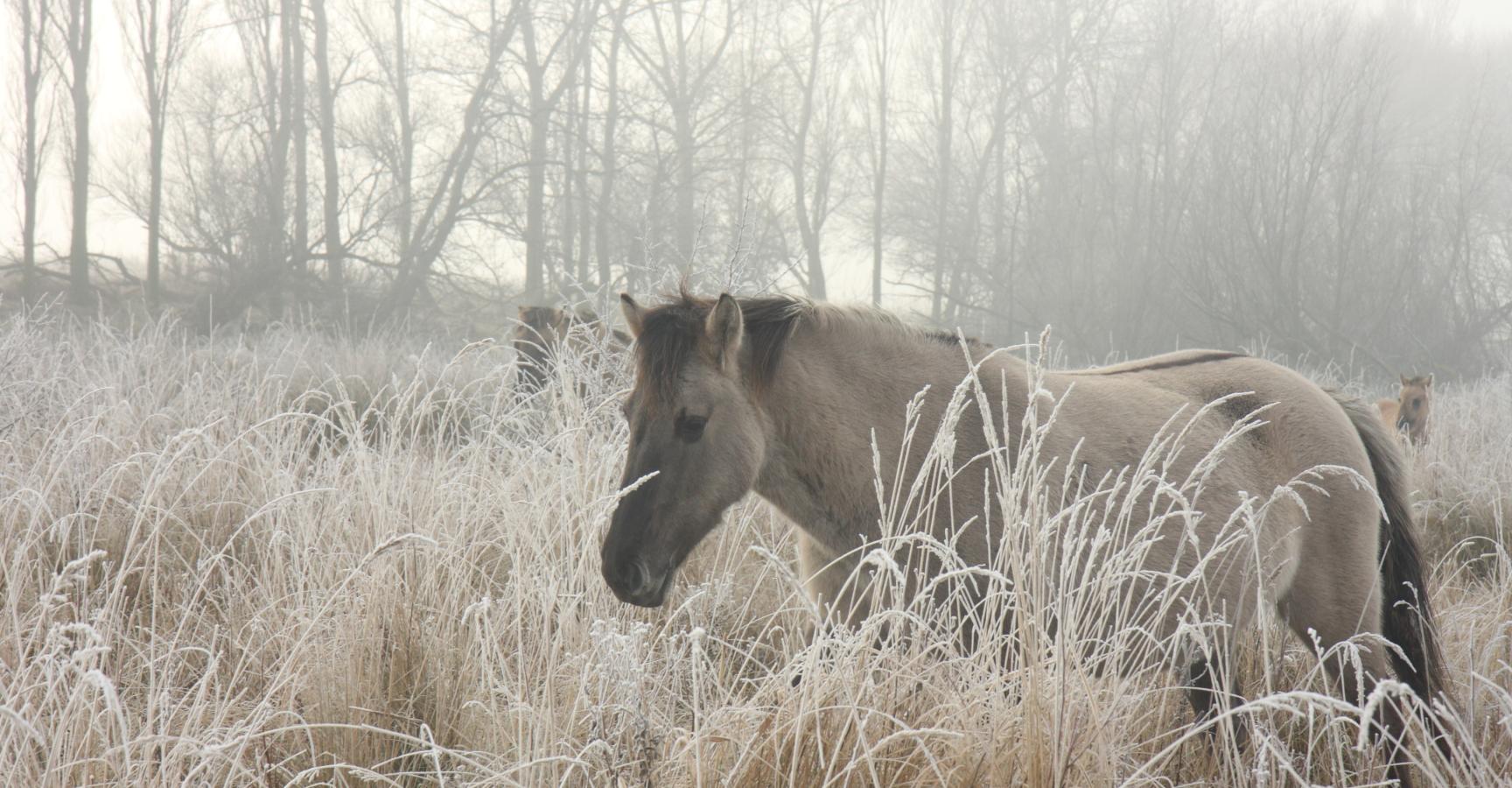 Konikpaard in de winter