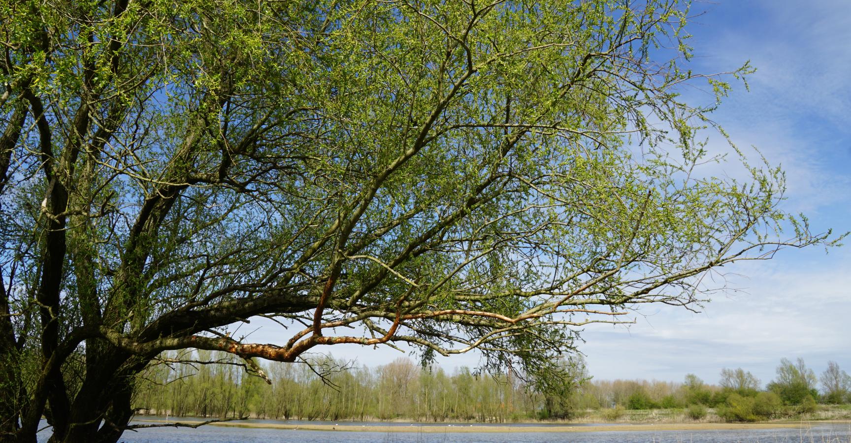 Klimaatbuffer Beuningen