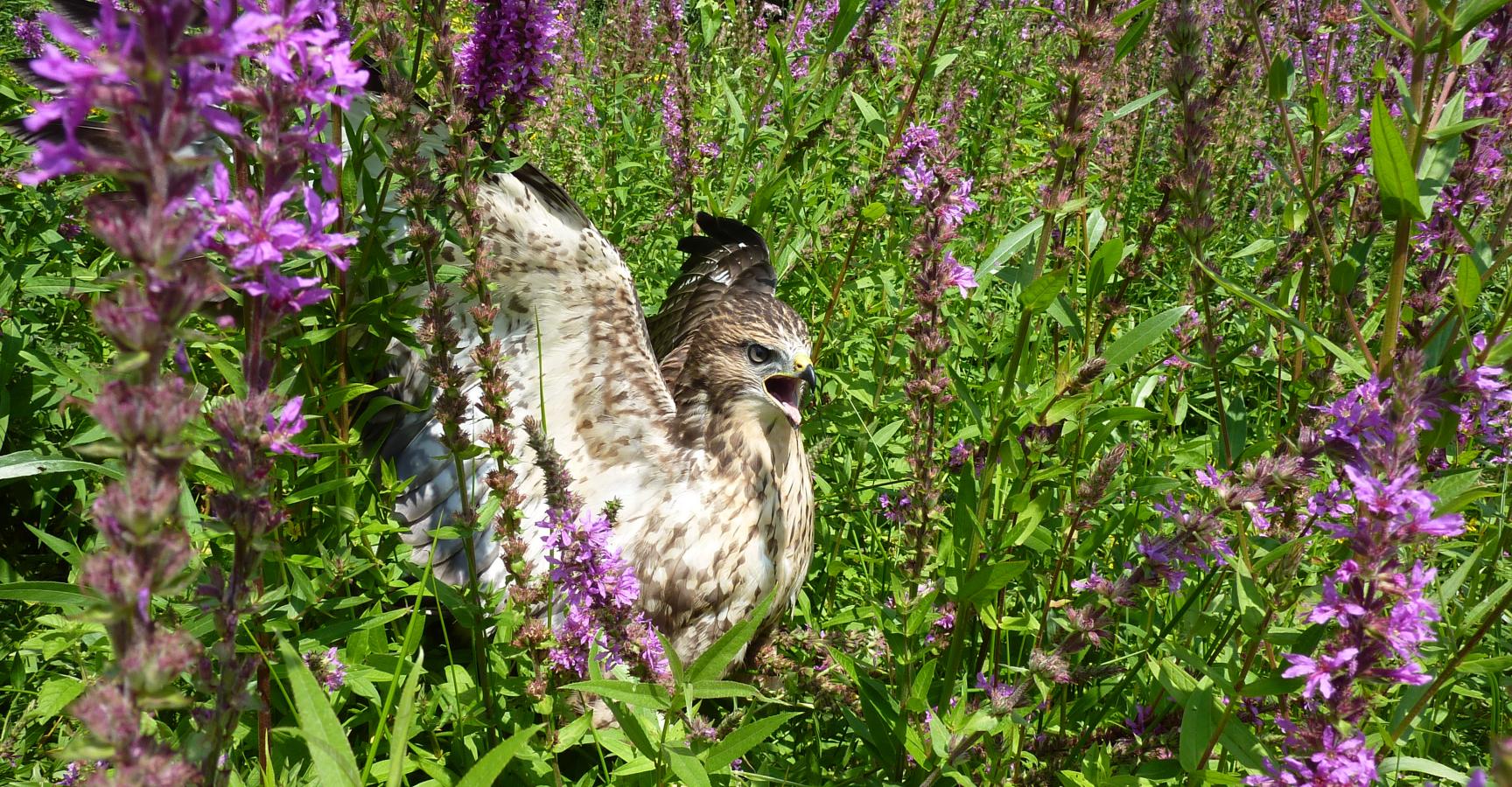 Buizerd Beuningen