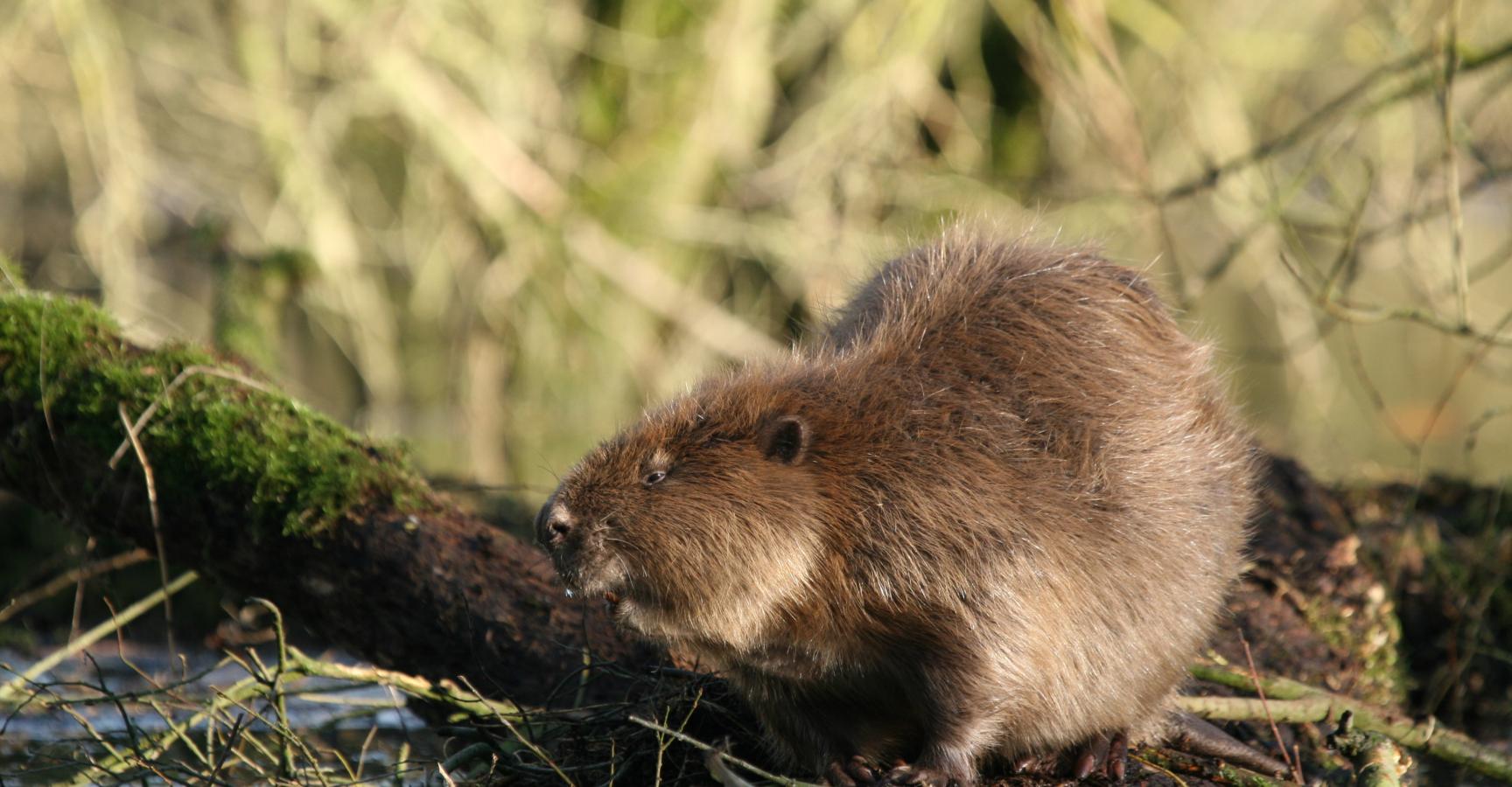 Bever op boomstam