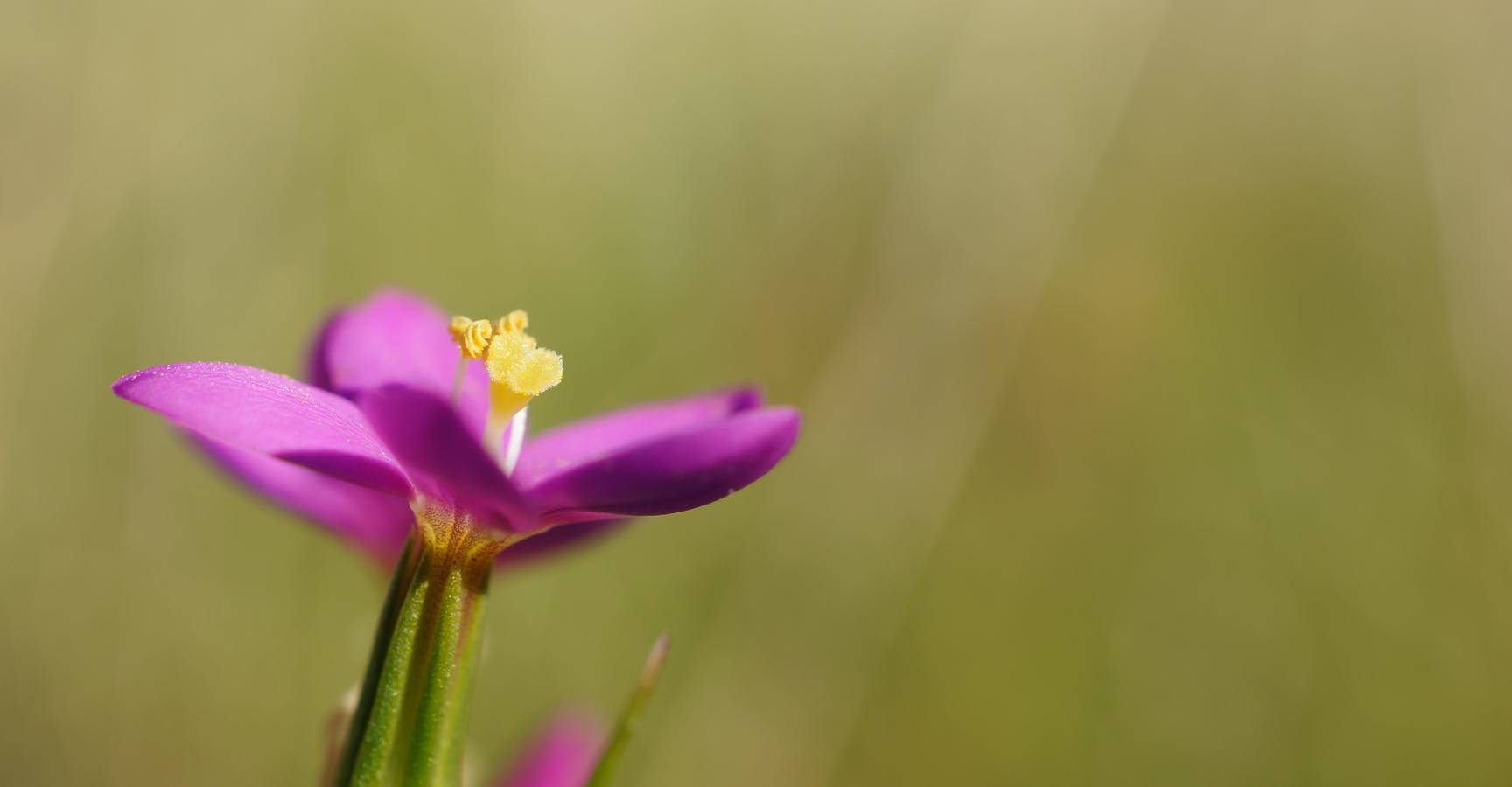 Strandduizendguldenkruid