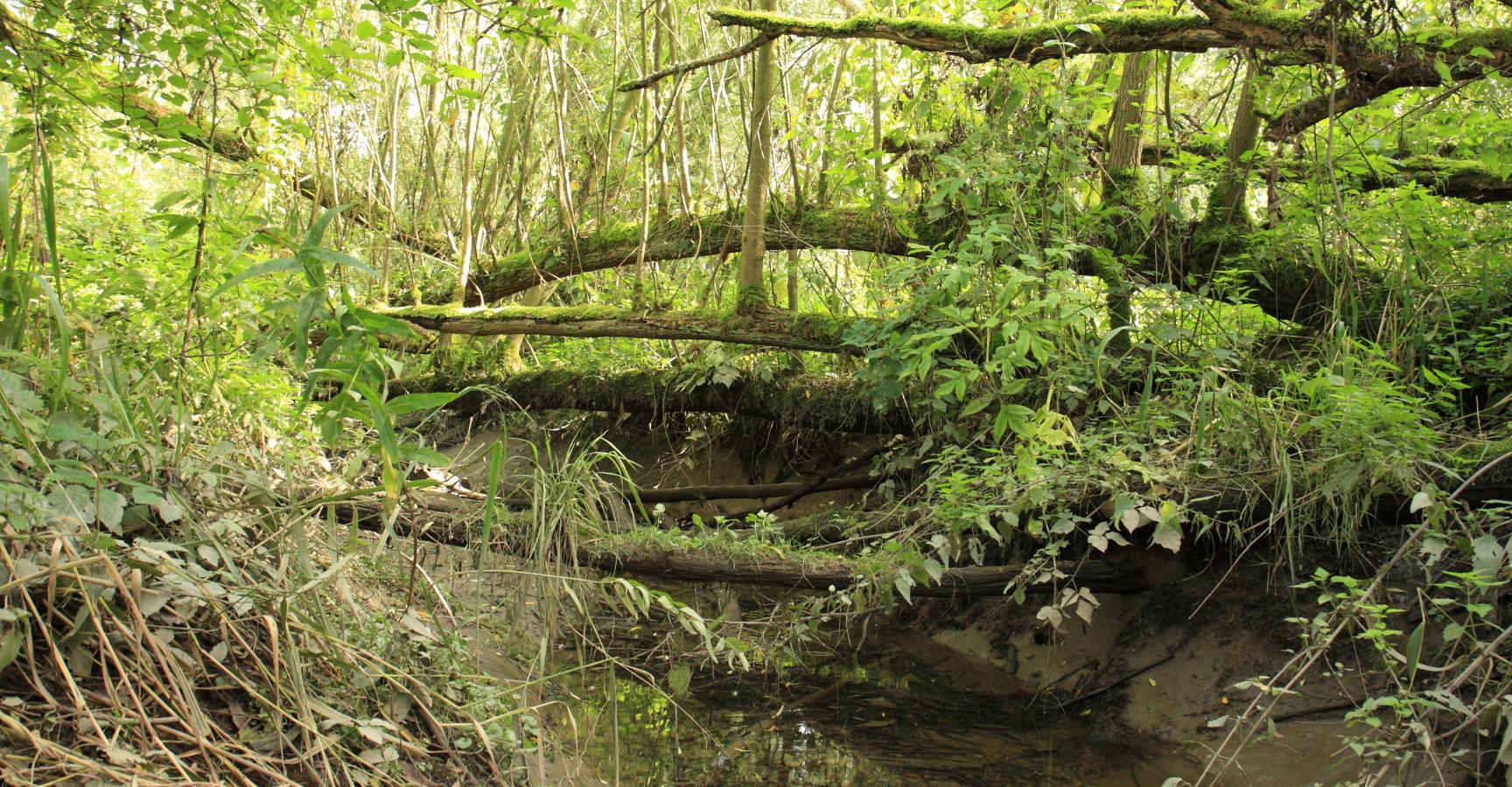 Getijdenkreek Klein Profijt