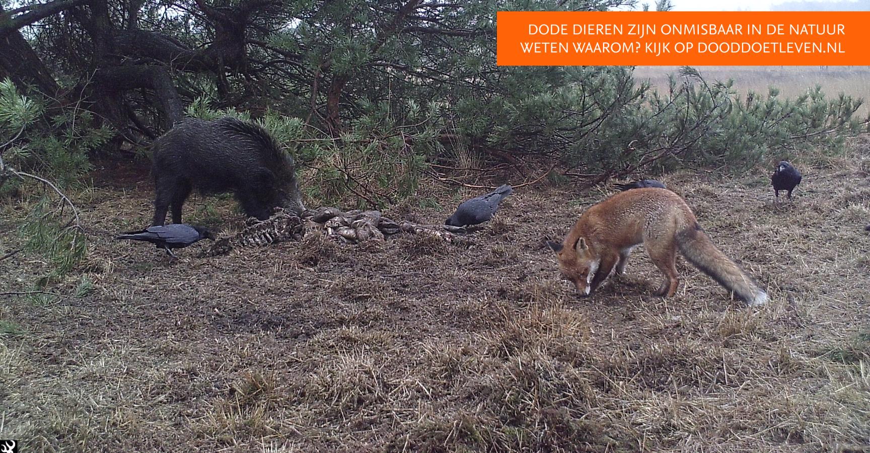 Aasetende raven en wild zwijn. De vos houdt afstand.