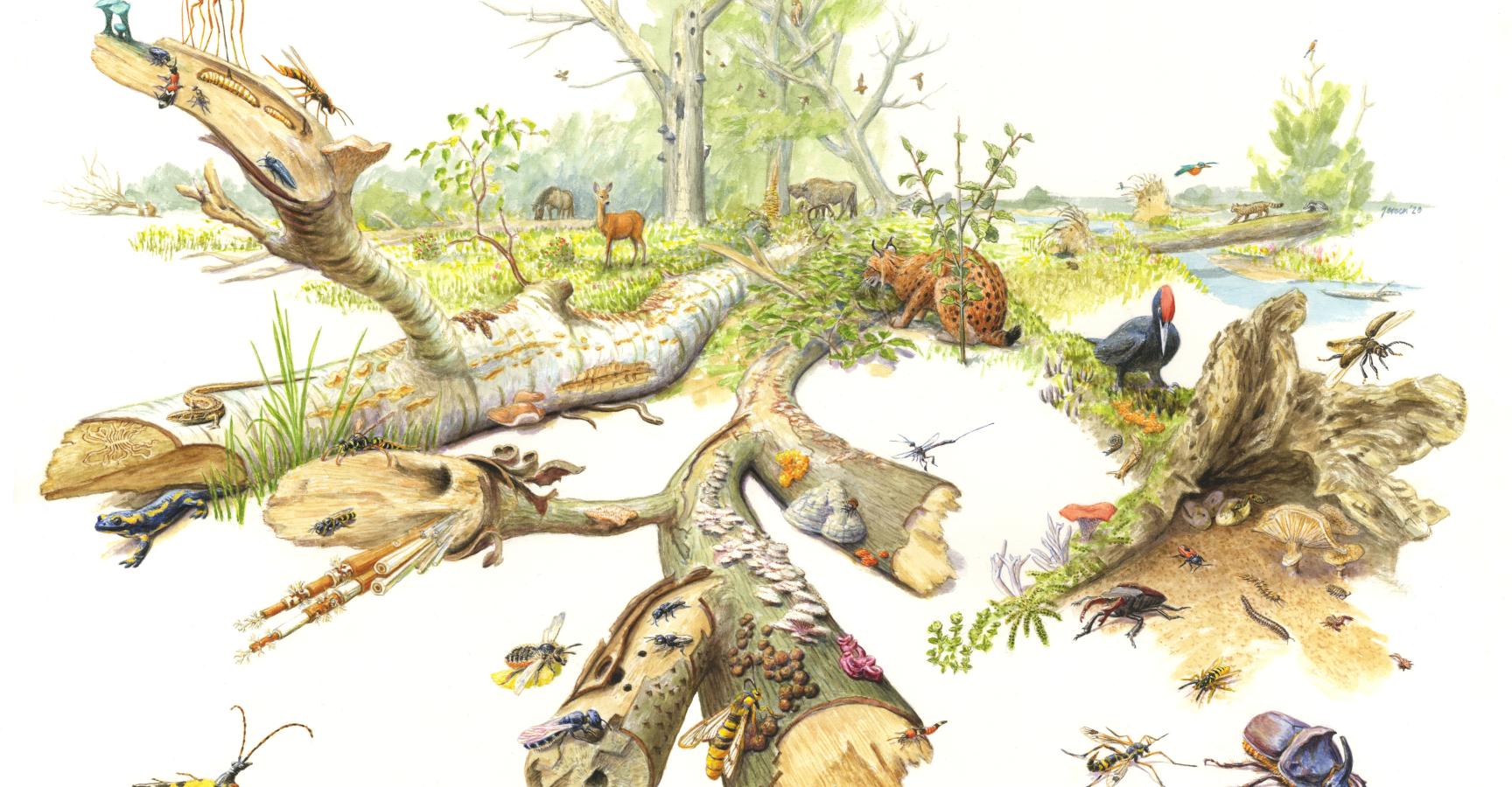 Dood hout en zijn sleutelrol in de natuur