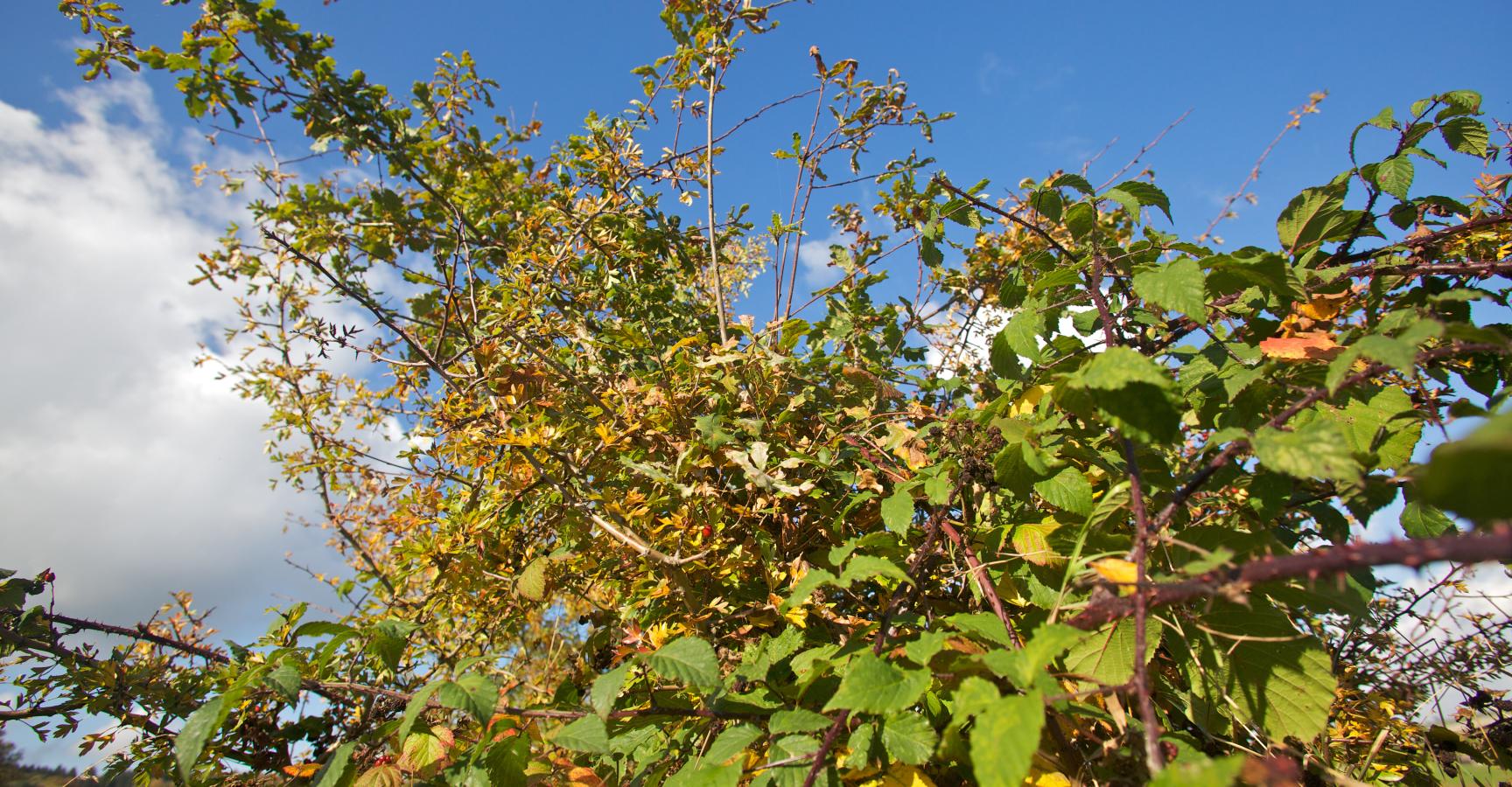 Eik komt op in Braamstruik