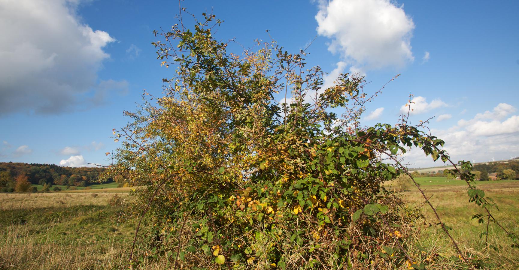Eik komt op in Braamstruik