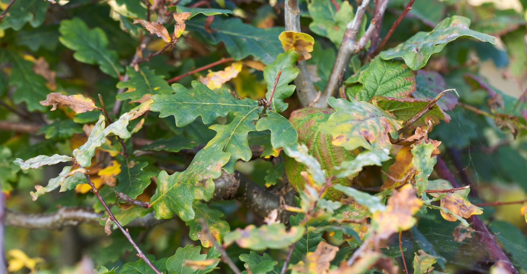 Eik komt op in Braamstruik