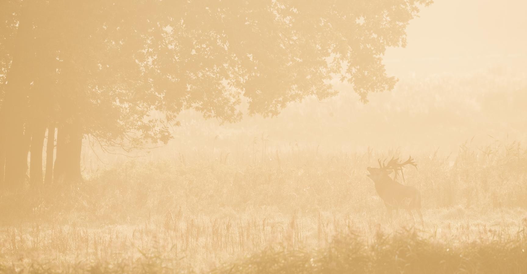 Burlend edelhert. Foto: Bob Luijks