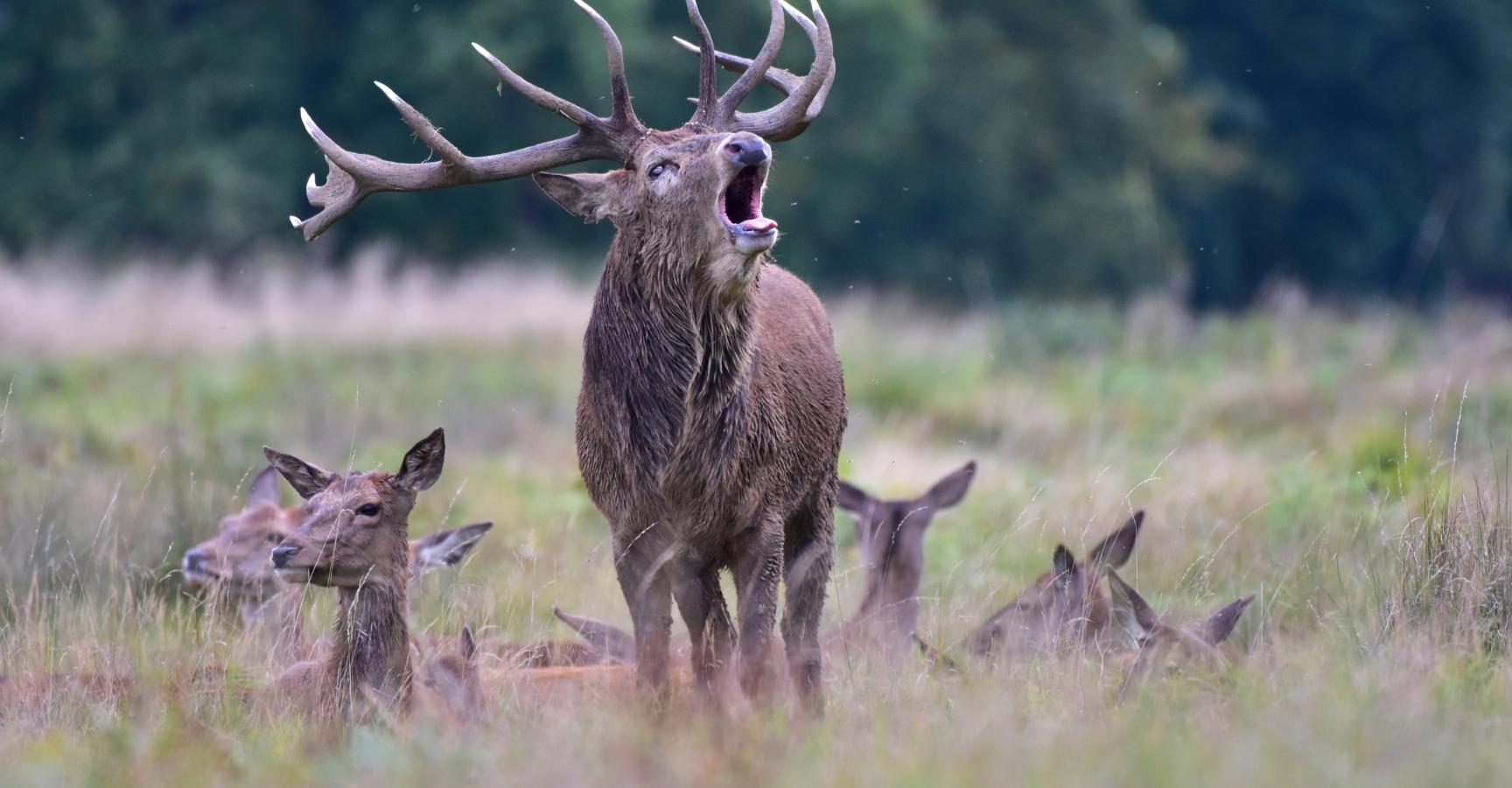 Burlend edelhert. Foto: Christian Gusa