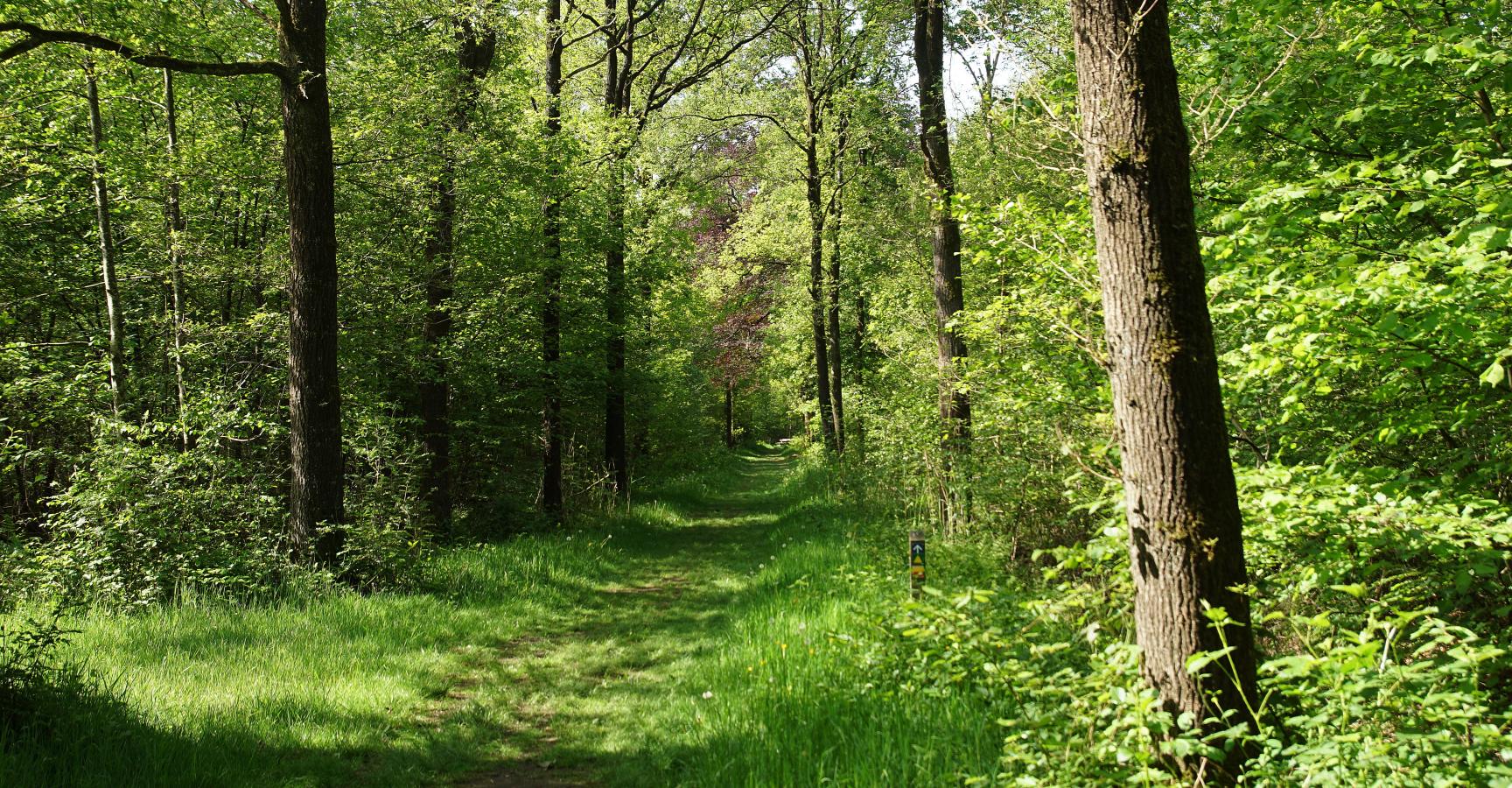 Bospad in De Geelders. Foto: Bert Vervoort