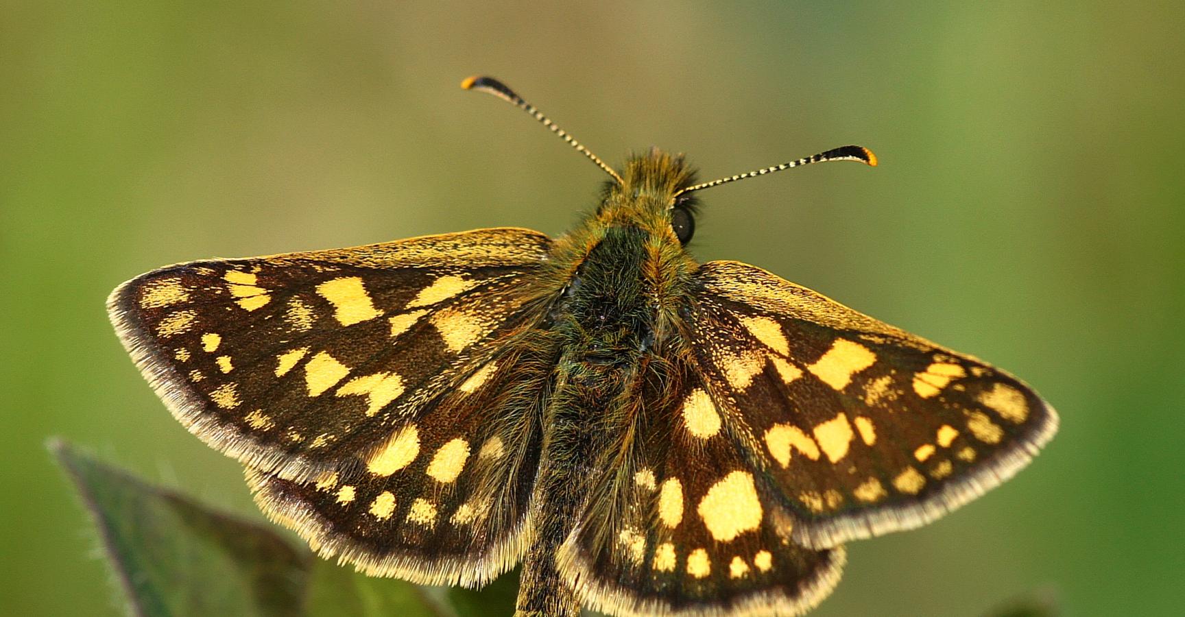 Bont dikkopje in de leembossen
