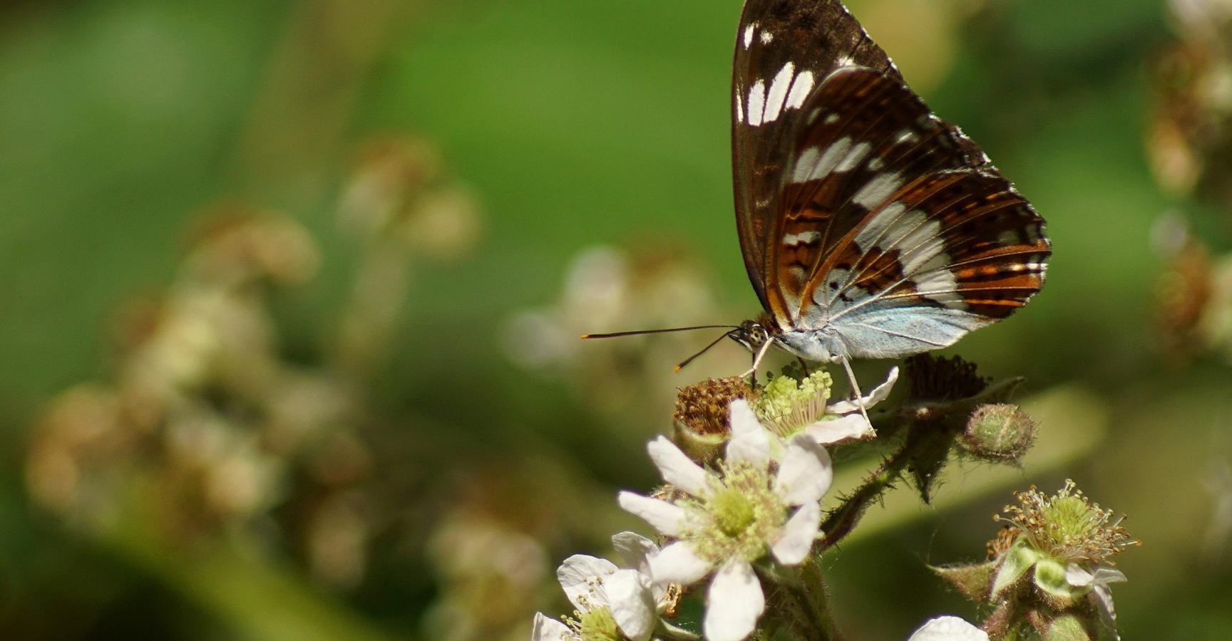 Kleine ijsvogelvlinder in De Geelders (Foto: Bert Vervoort)