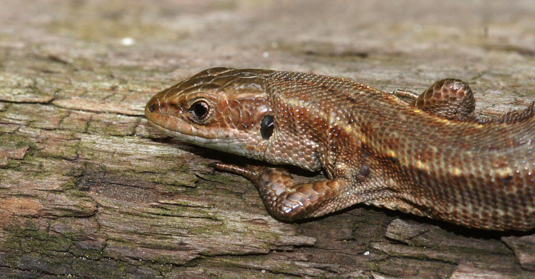 Levendbarende hagedis in De Geelders