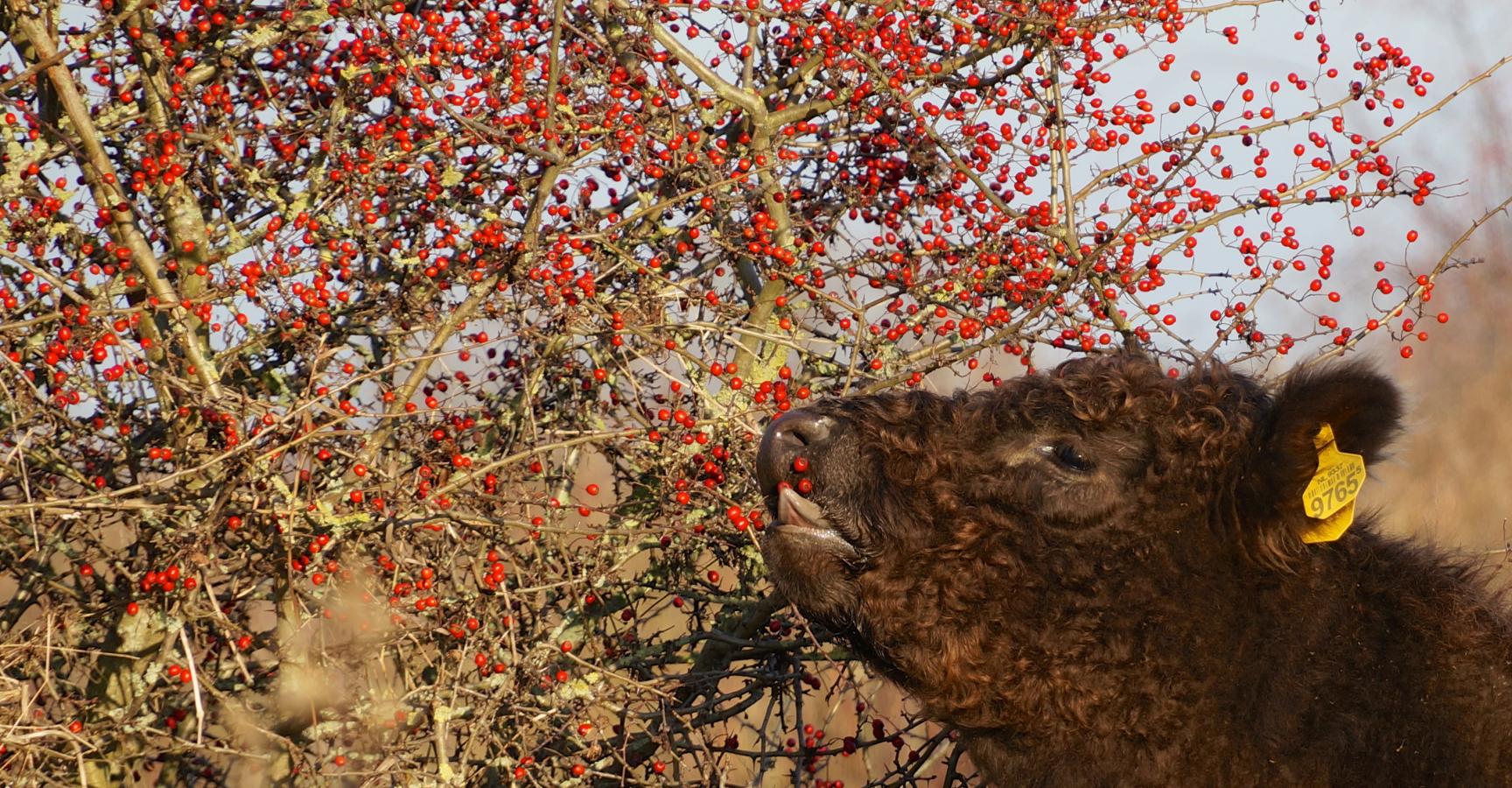Galloway eet meidoornbessen