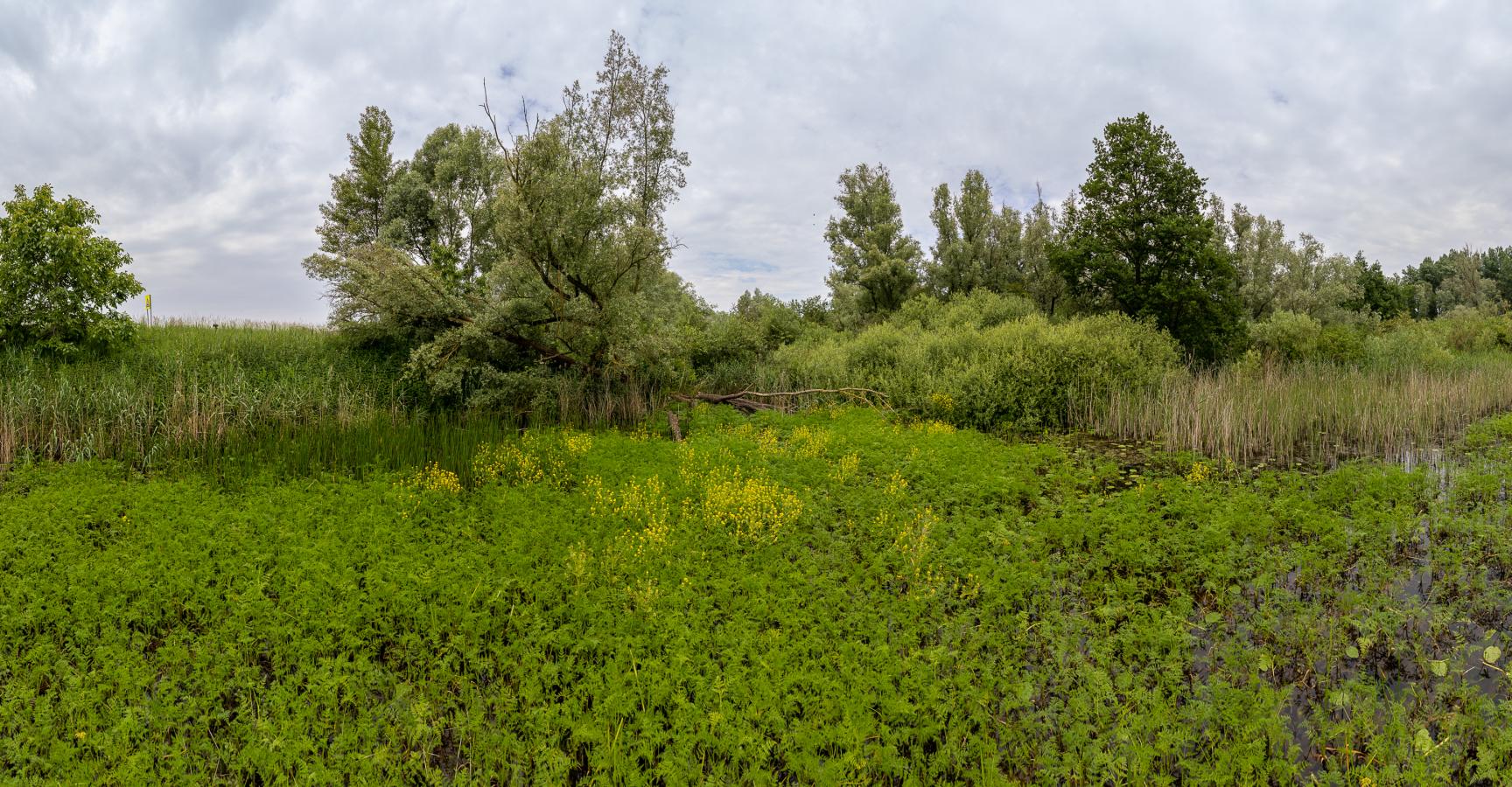 Riet- en kwelmoeras in de Ooijse Graaf. Foto: Lars Soerink / ARK