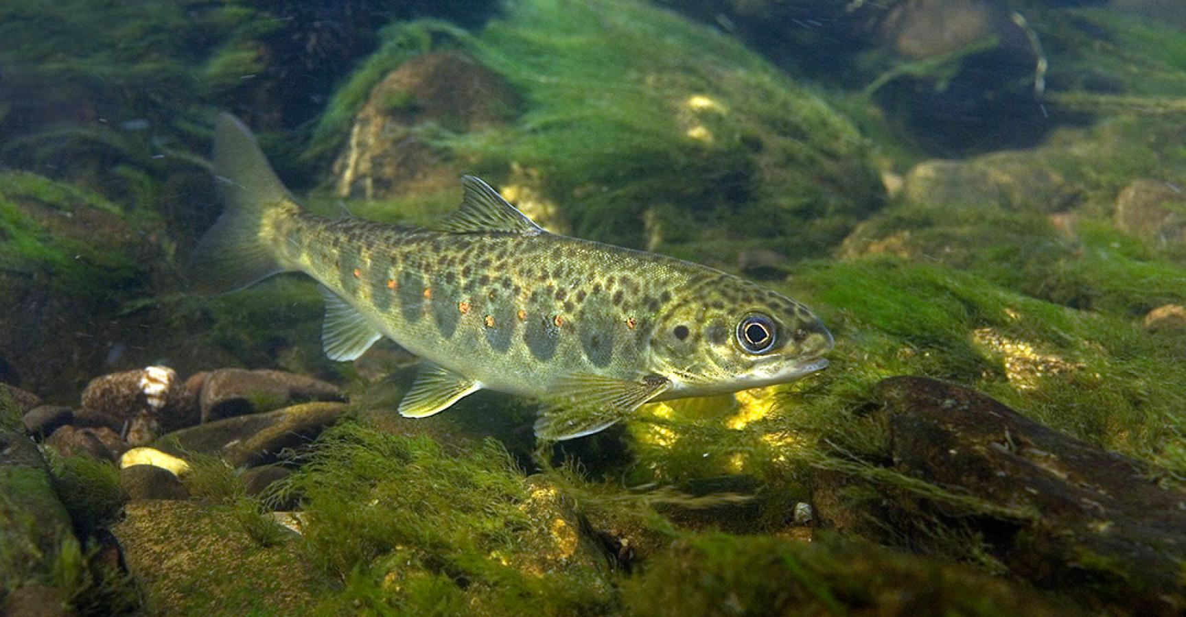 Beekforel Foto: Blikonderwater.nl