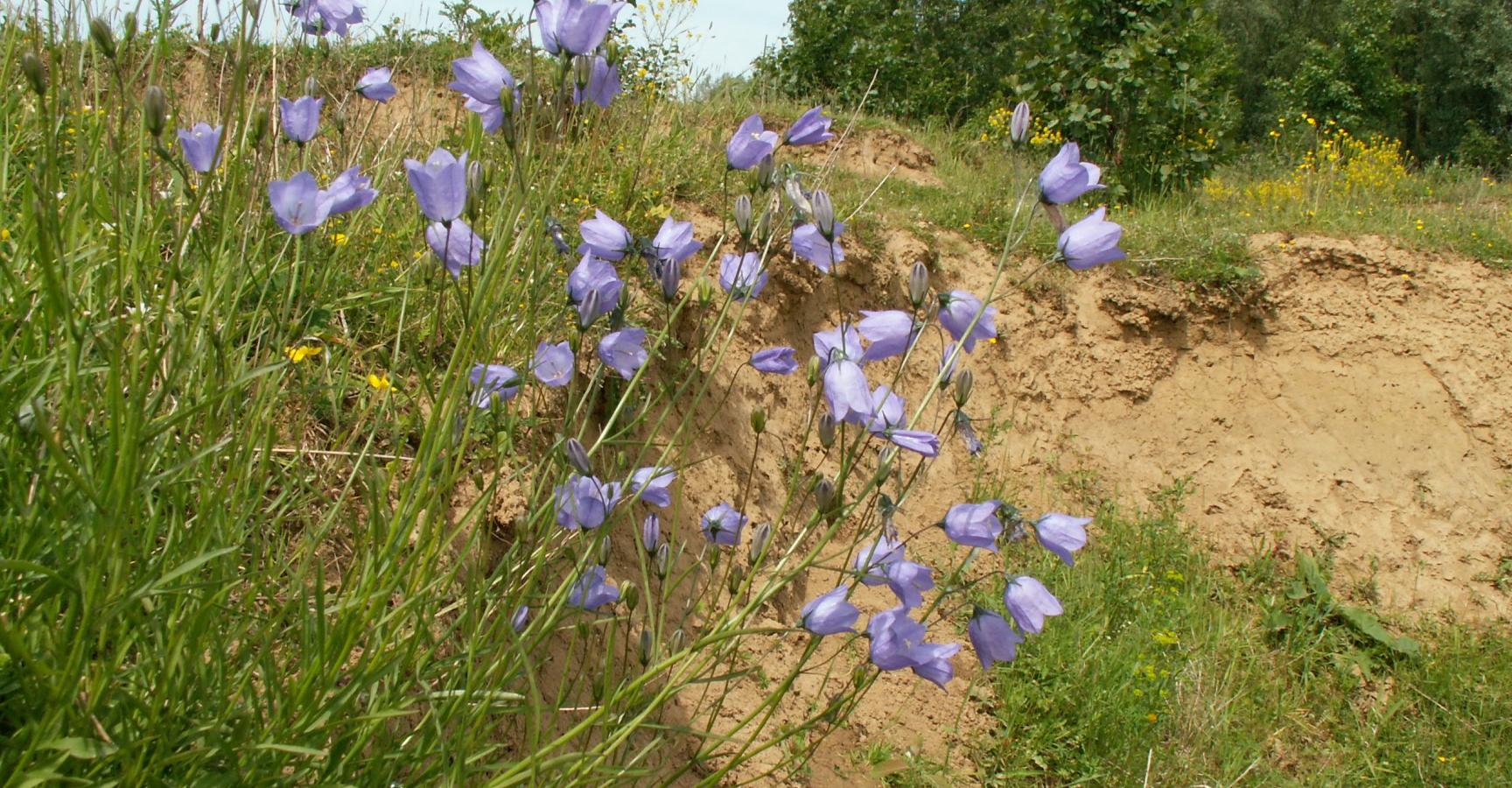 Grasklokje Kerkeweerd