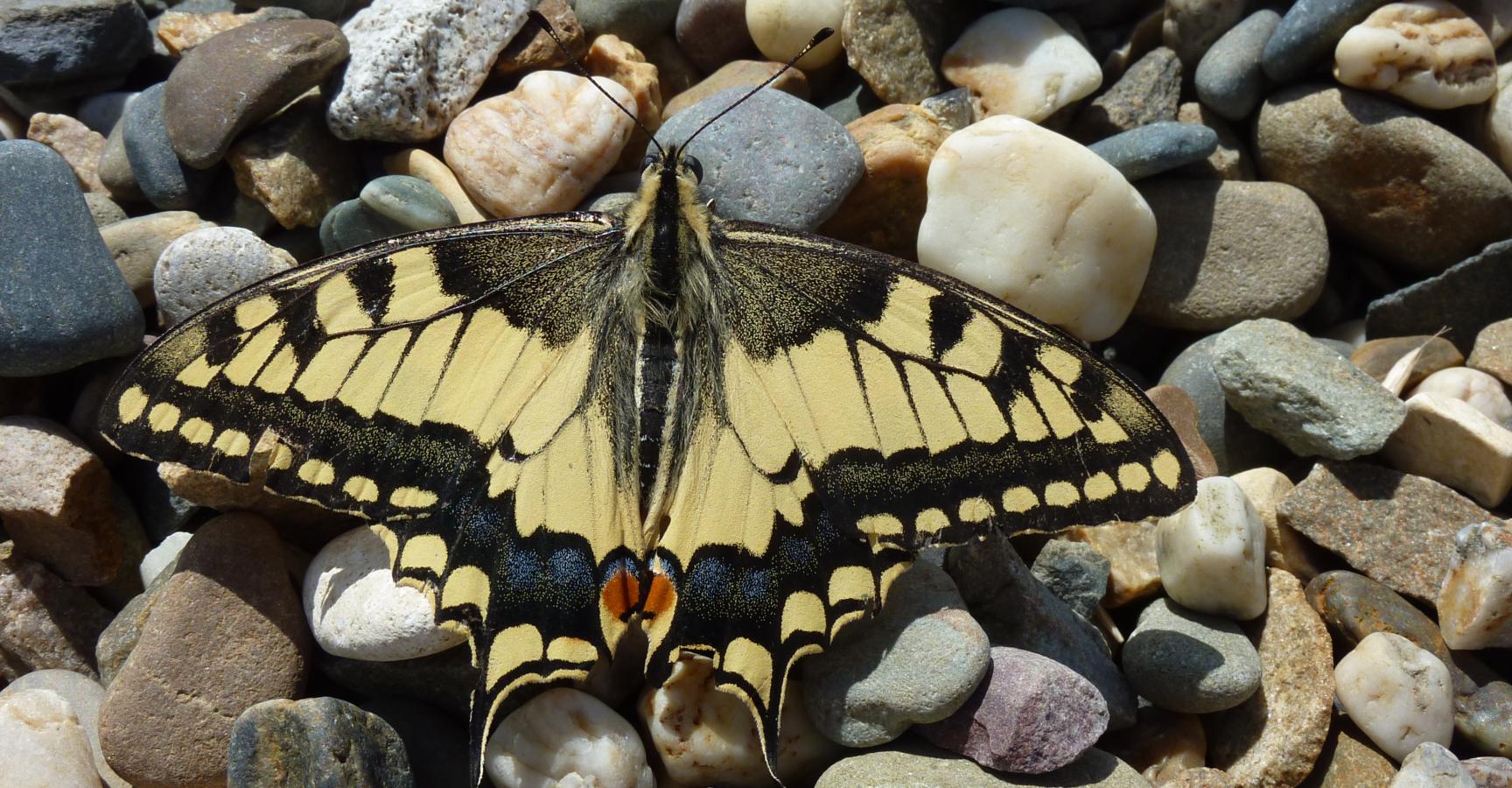 Konininnenpage Itteren