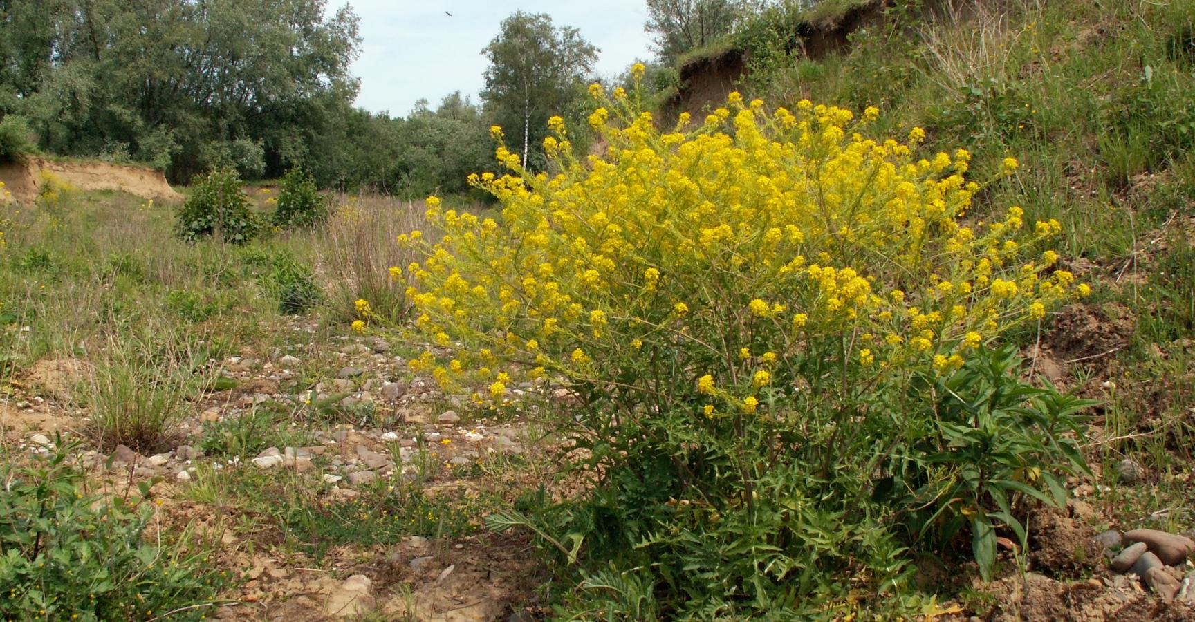 Maasraket Kerkeweerd