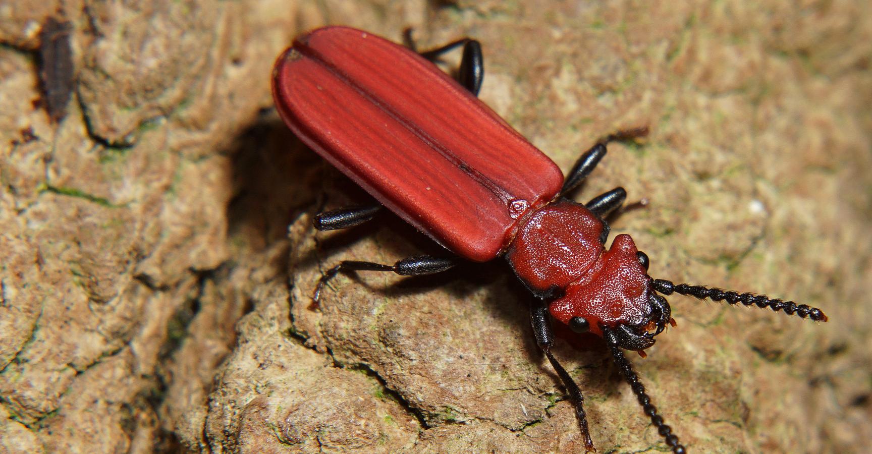 Vermiljoenkever. Foto: Bert Vervoort