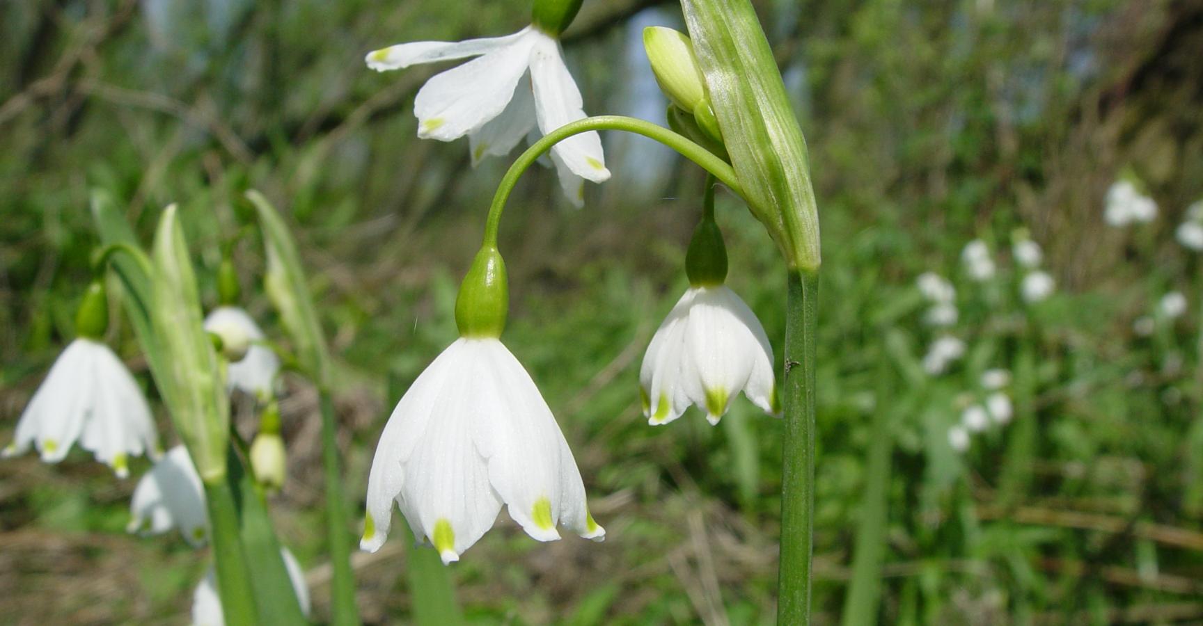 Klein Profijt zomerkklokje