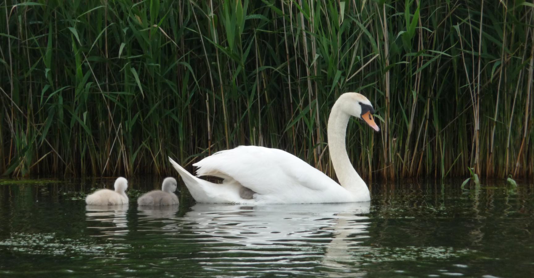 Zwaan met jongen op het riviertje de Koedood
