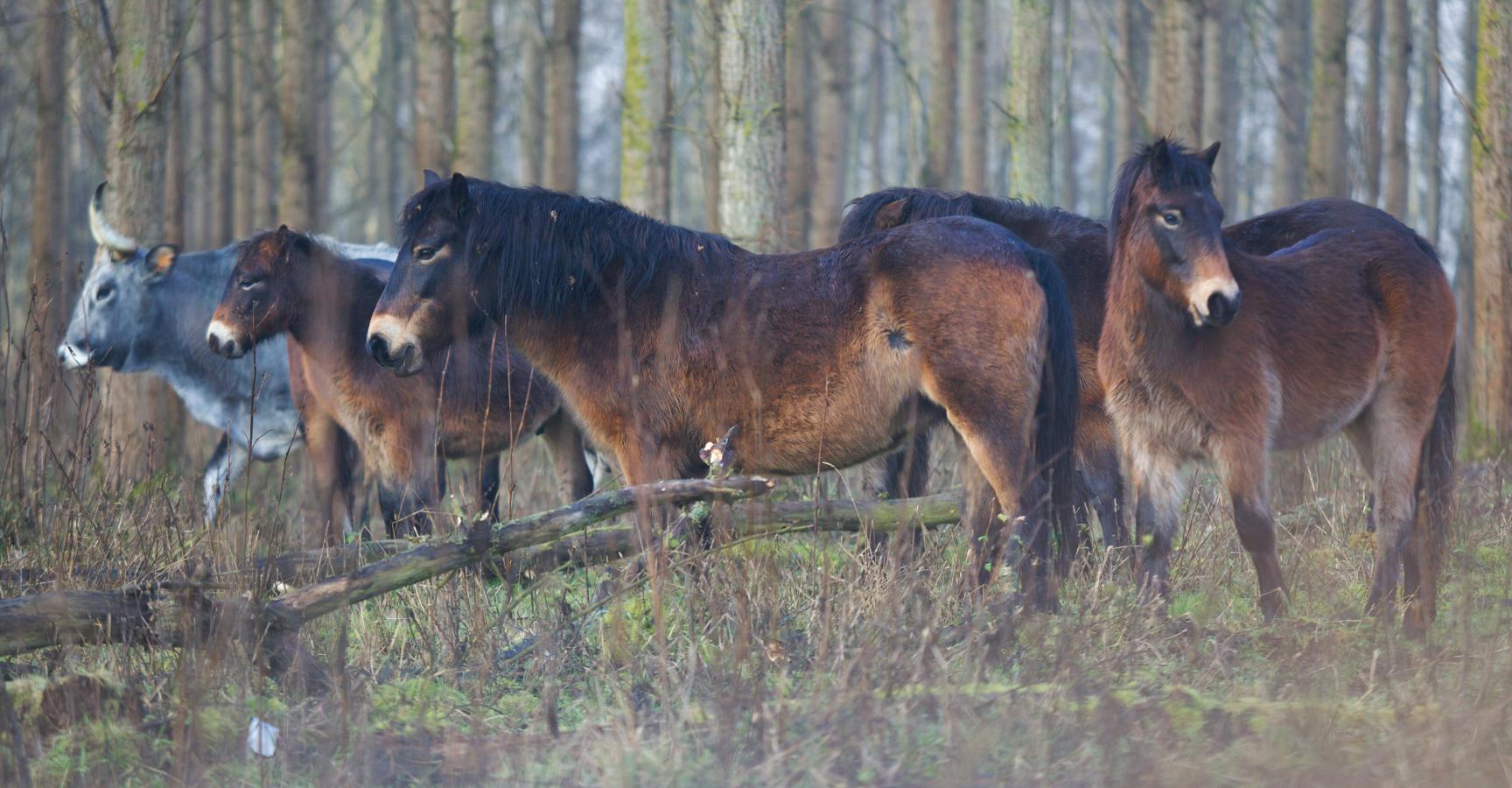 Exmoors en Tauros