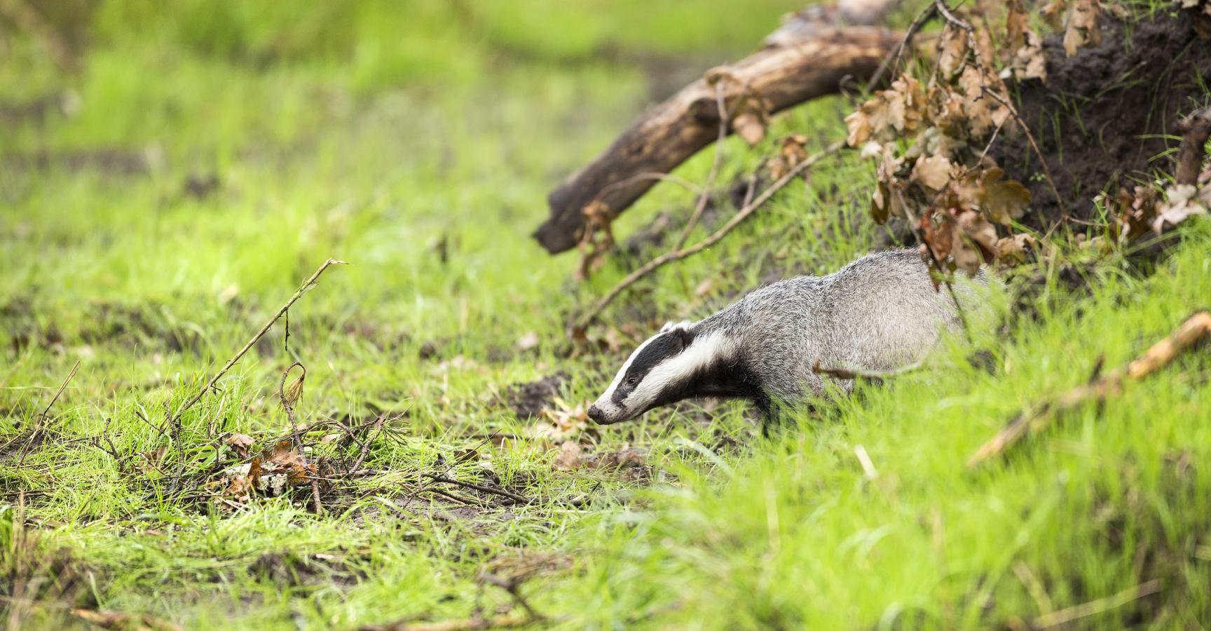 Das, foto: Bob Luijks
