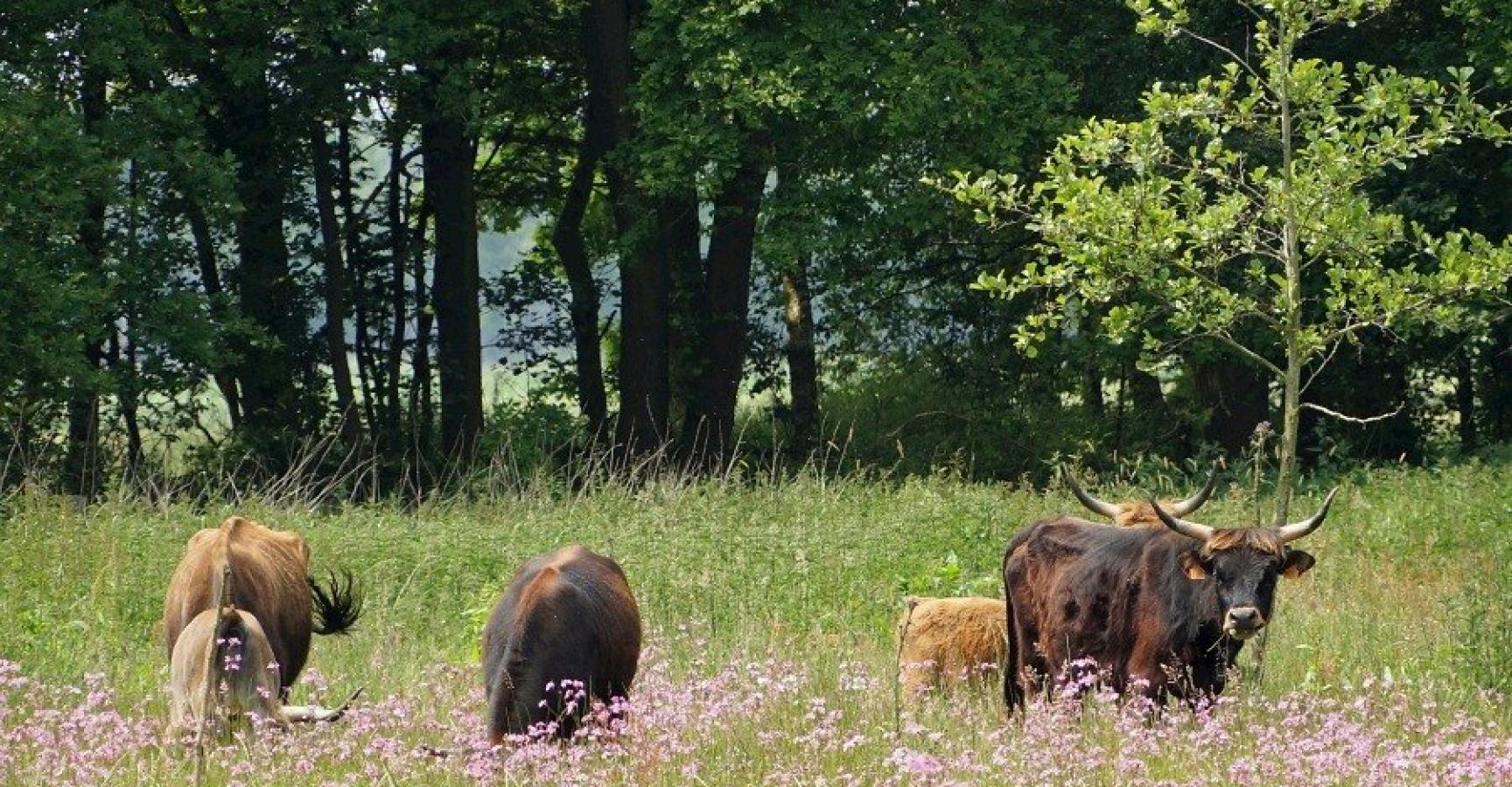 Tauros Wijffelterbroek
