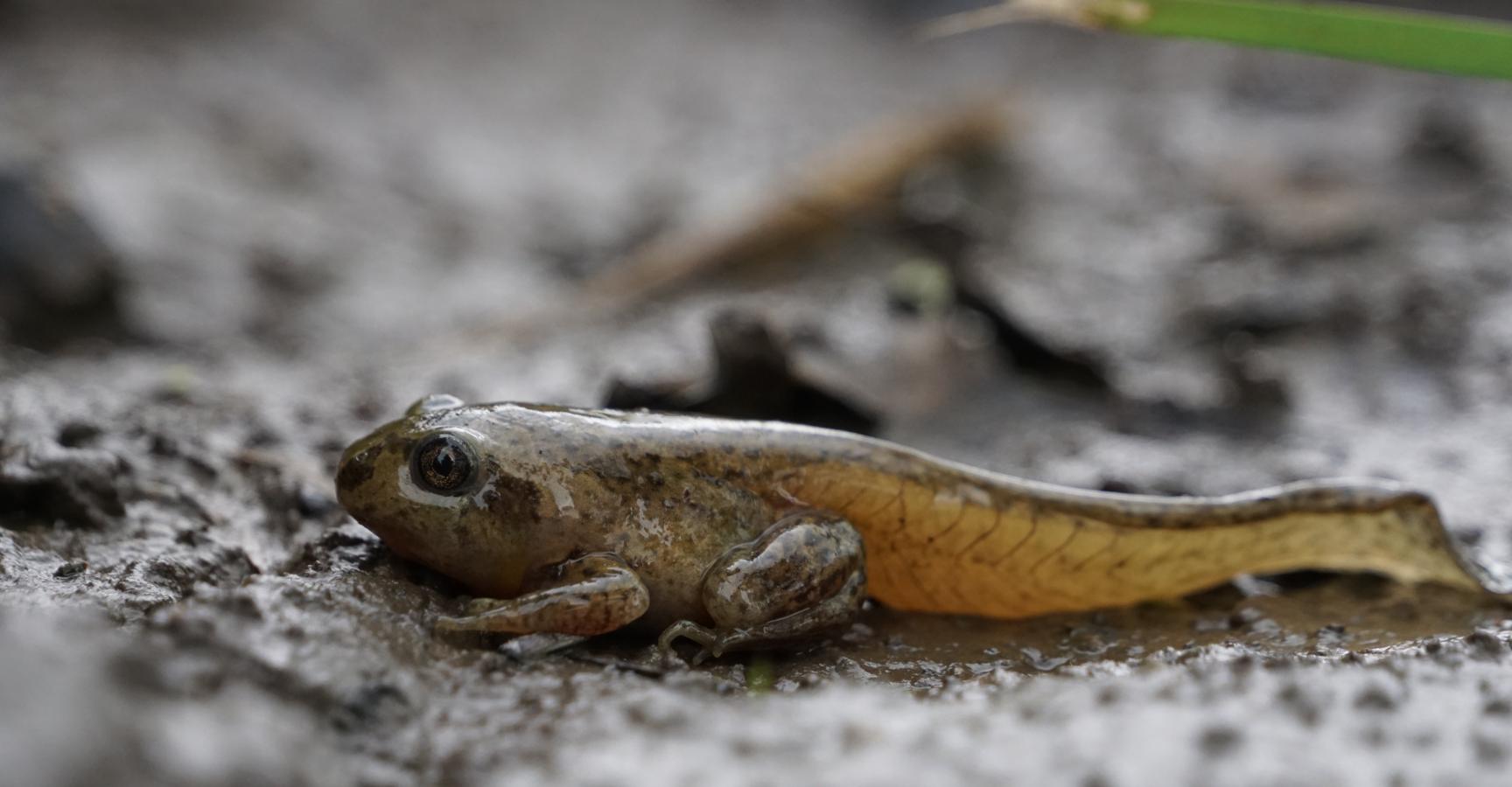 Uitzetten Knoflookpad