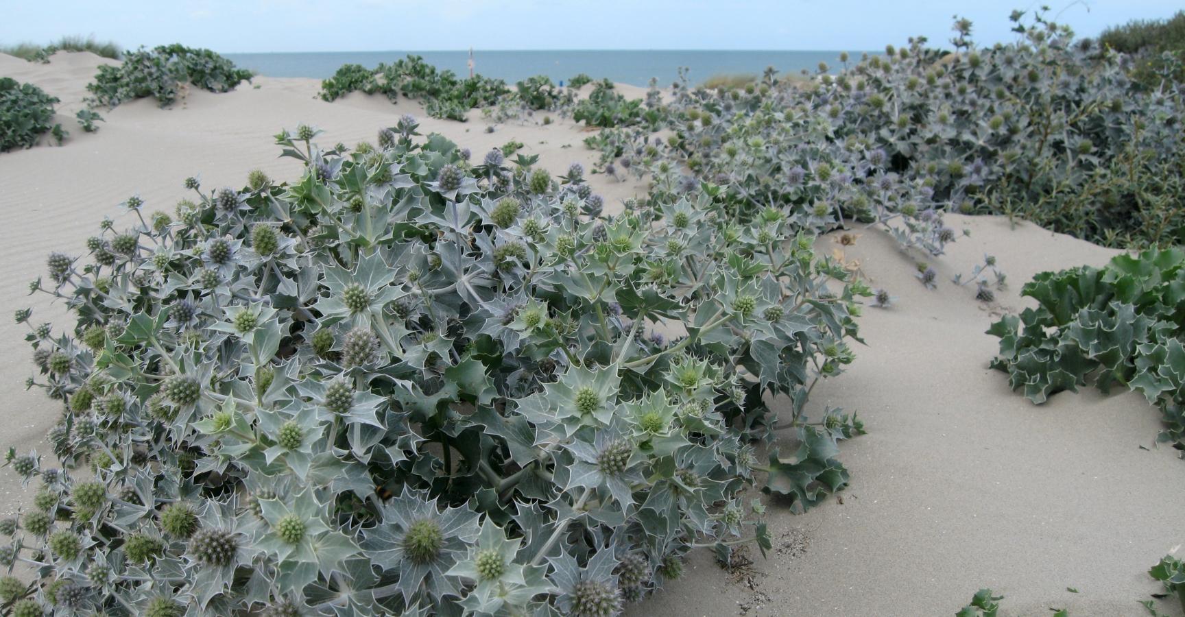 Blauwe zeedistel in duinen