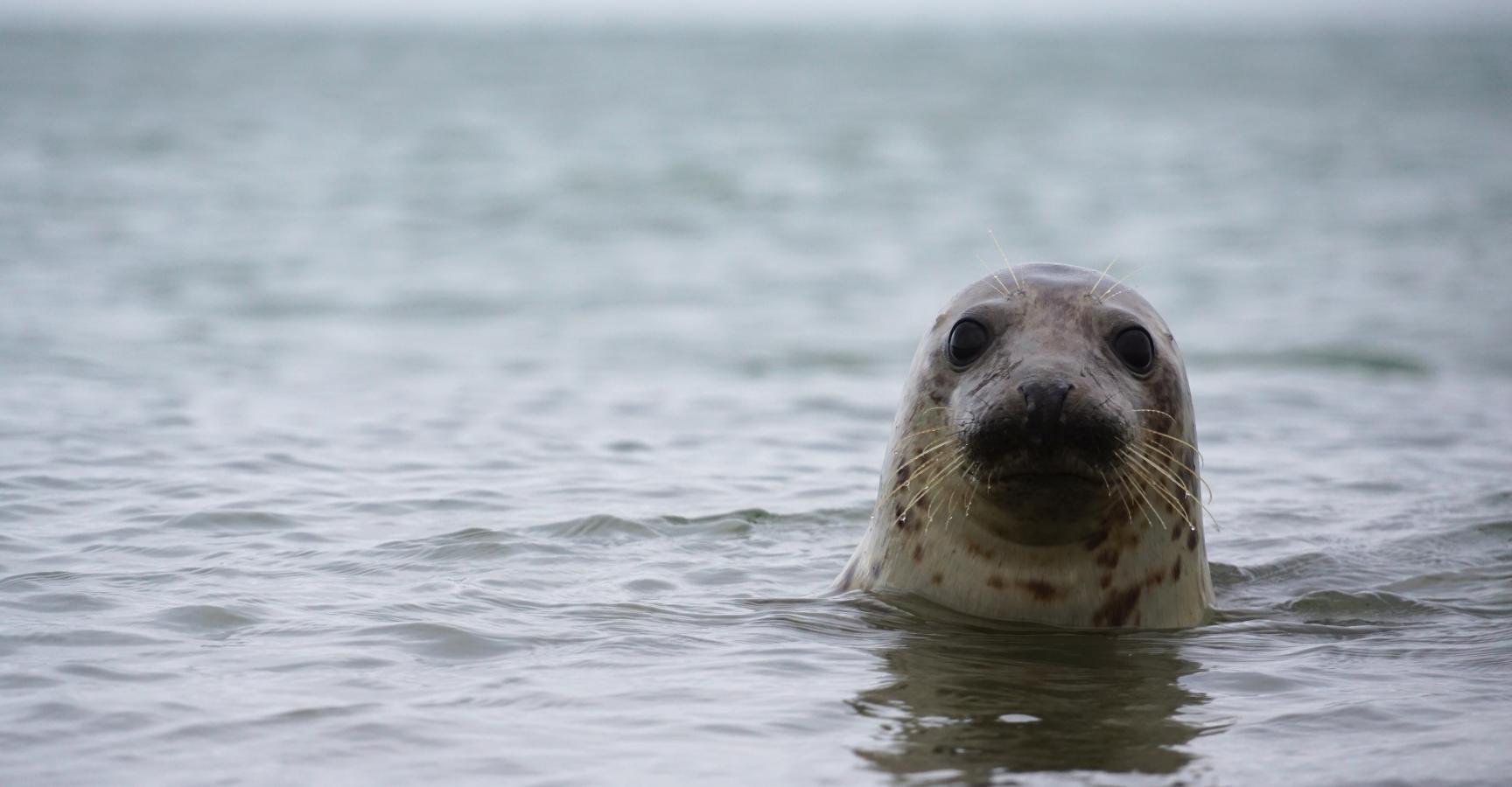 Grijze Zeehond