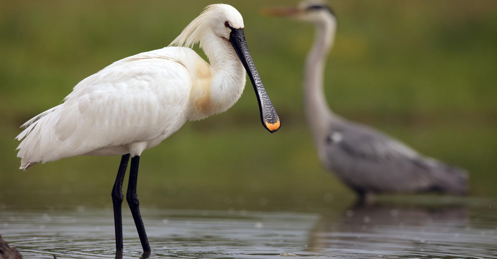 Lepelaar. Foto: Karel Bartik/Shutterstock