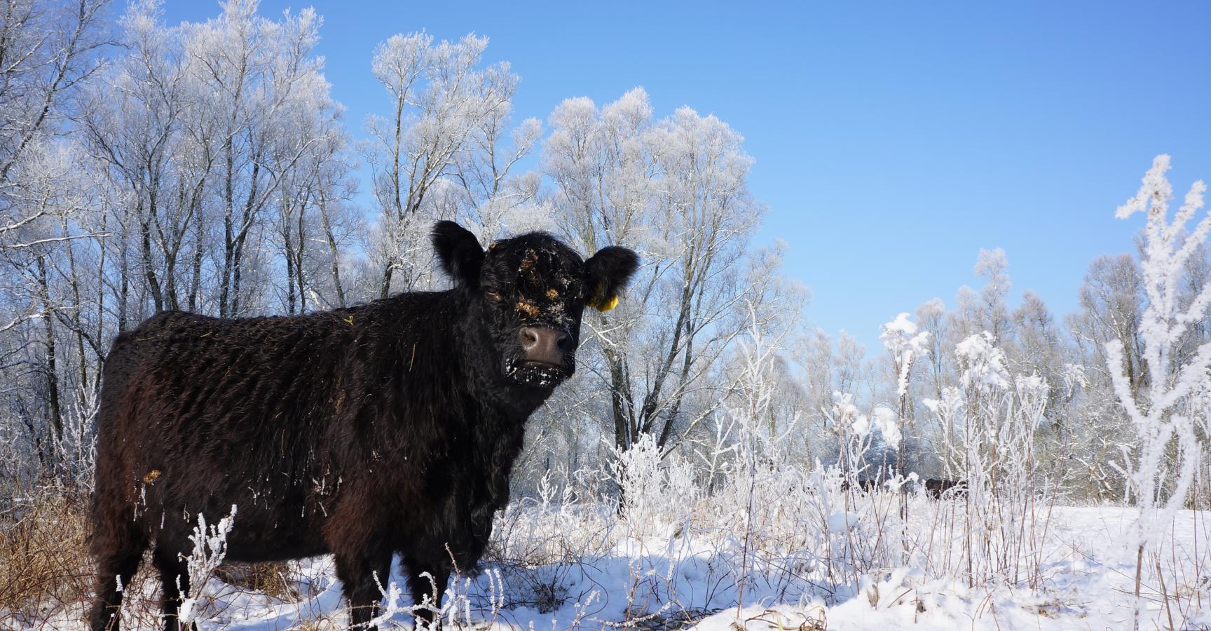 Galloway Millingerwaard 