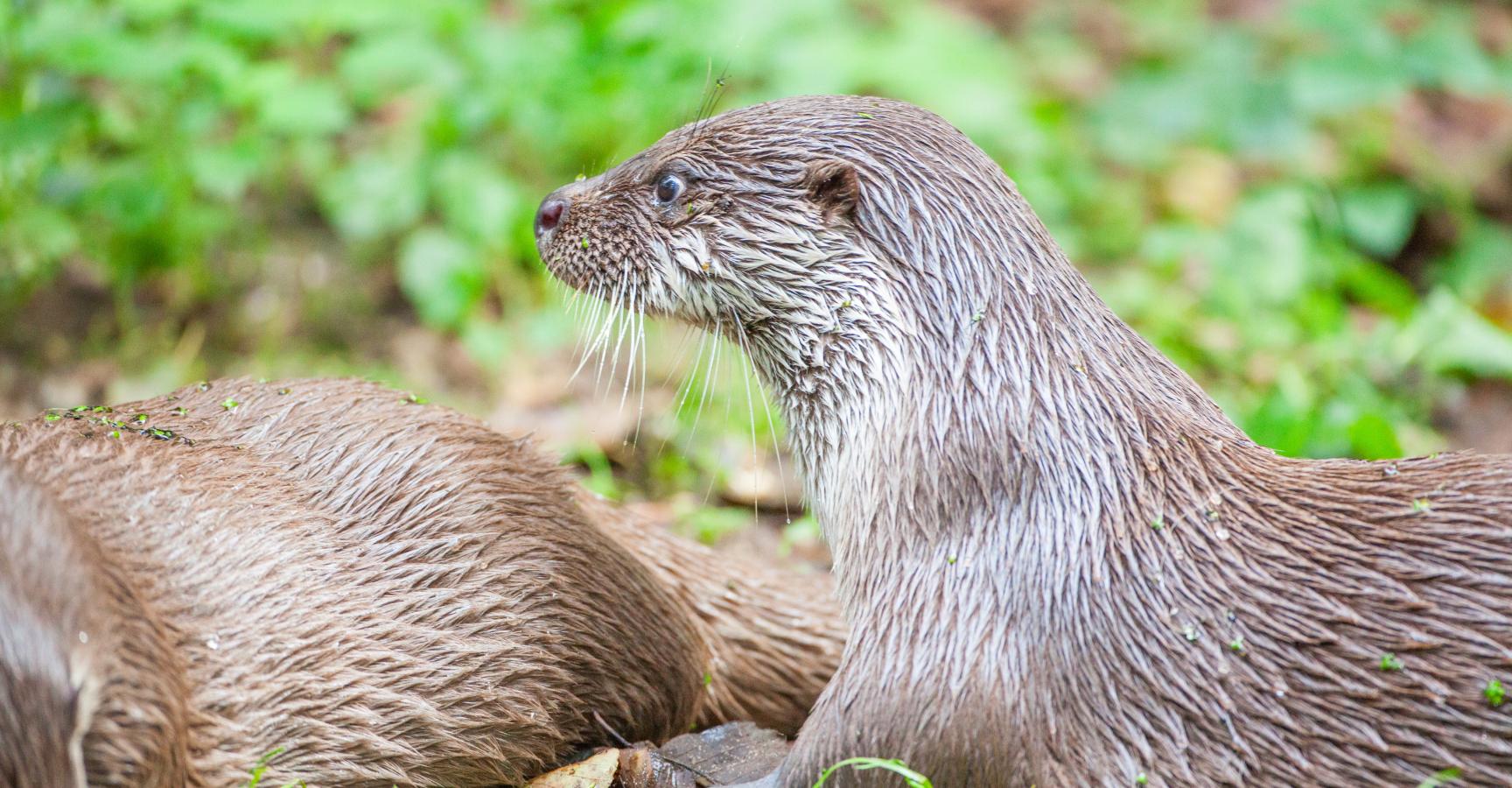 Help de otter en geef een vrije doorgang kado!