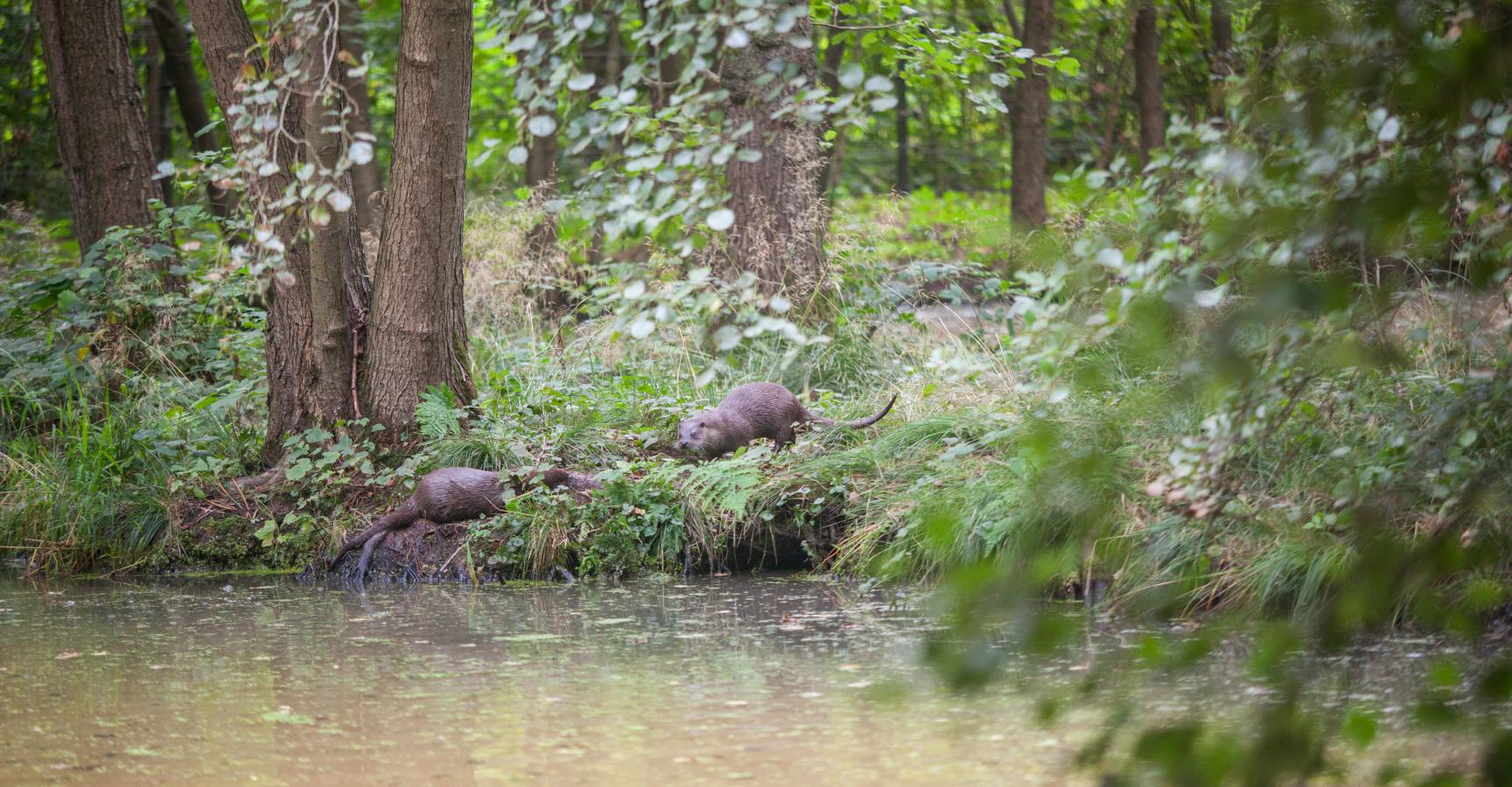 Help de otter en geef een vrije doorgang kado!