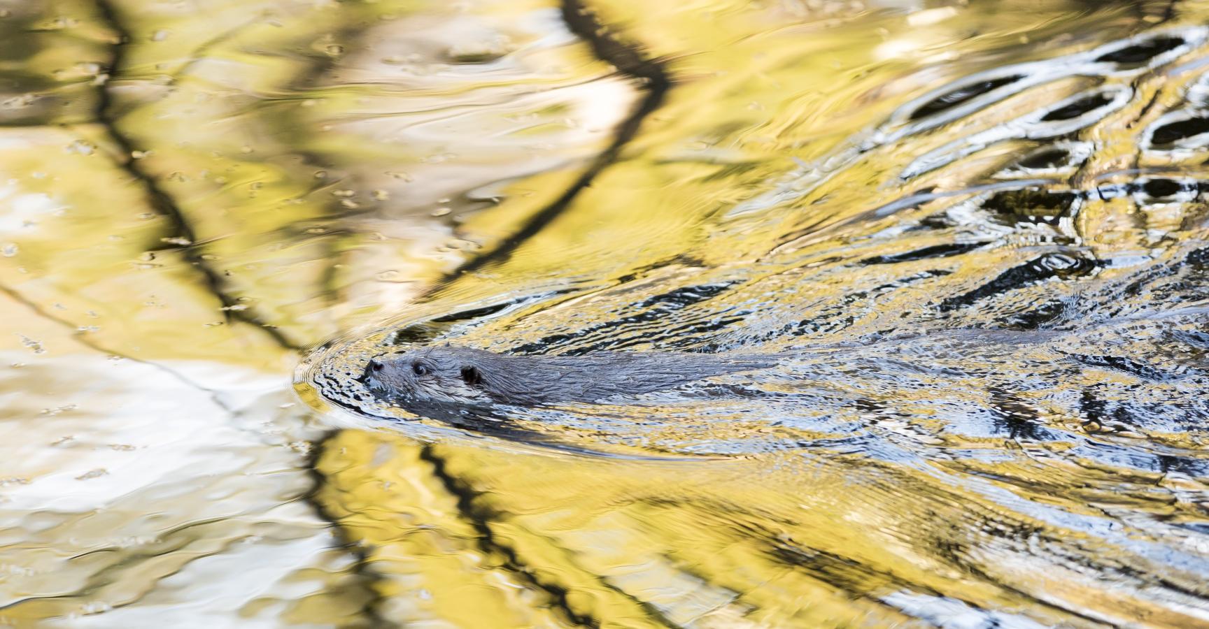 Zwemmende otter. Foto: Bob Luijks/Natuurportret