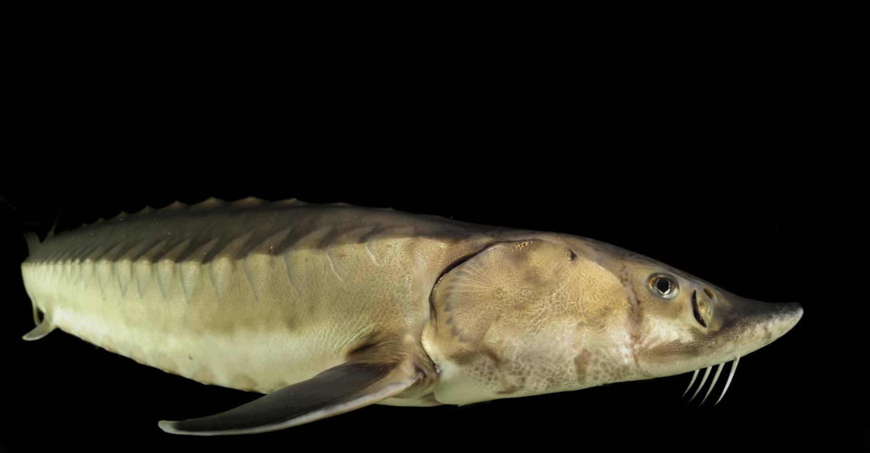 Zeldzame Europese steur. Foto: Solvin Zankl, Nature in Stock
