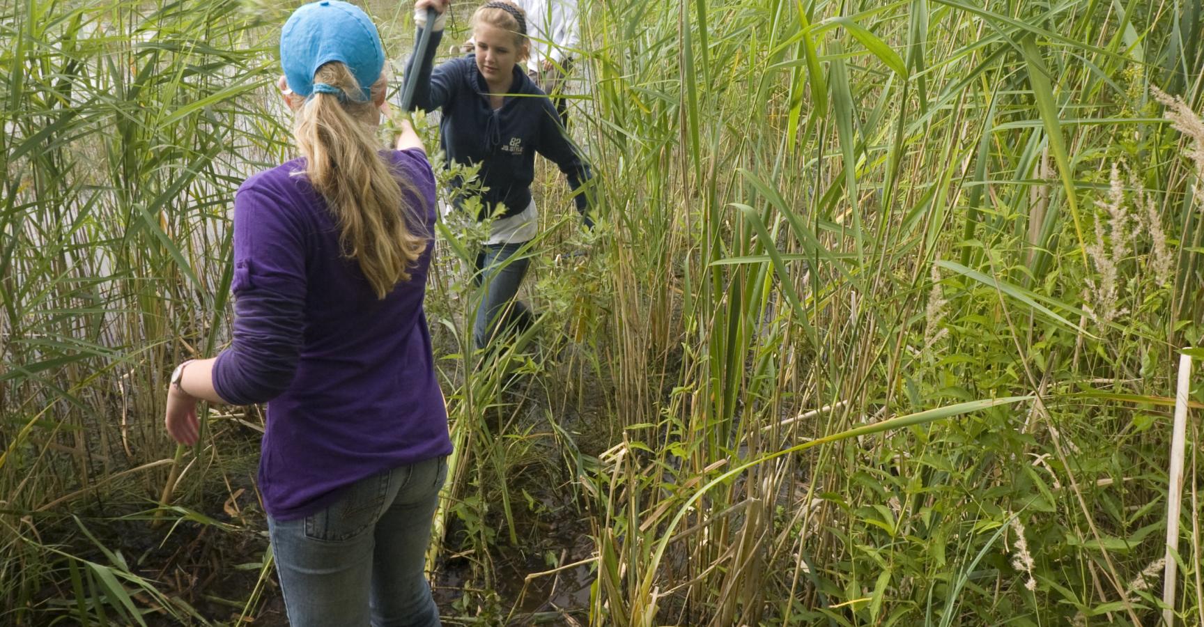 Veldles in het Weerterbos