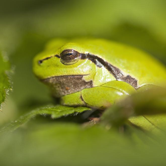 Boomkikkers gedijen in de wilde, waterrijke natuur van het Kempen~Broek
