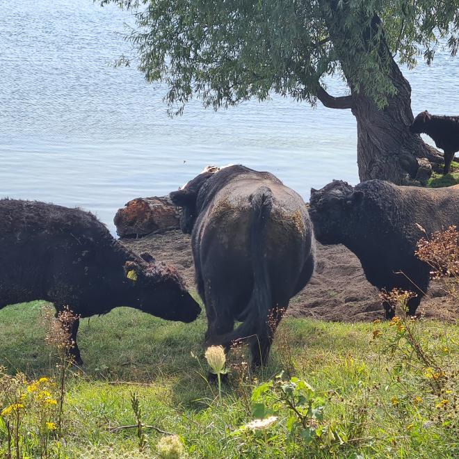 koe kiest voor de stier